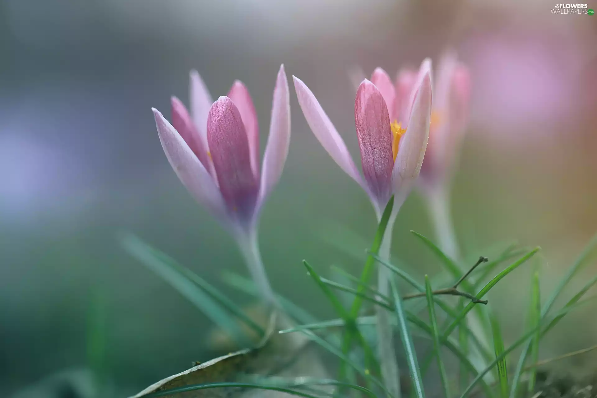 Flowers, crocuses, Pink
