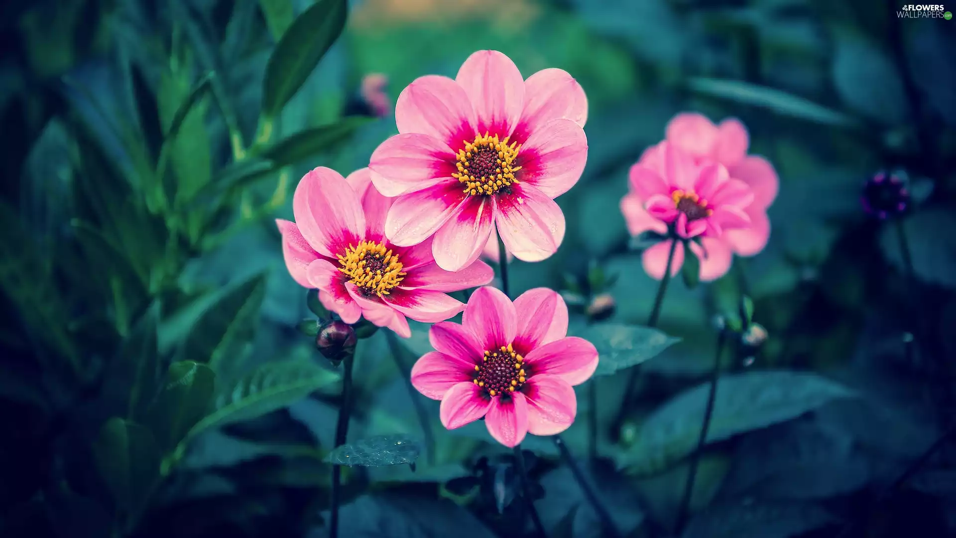 Flowers, dahlias, Pink