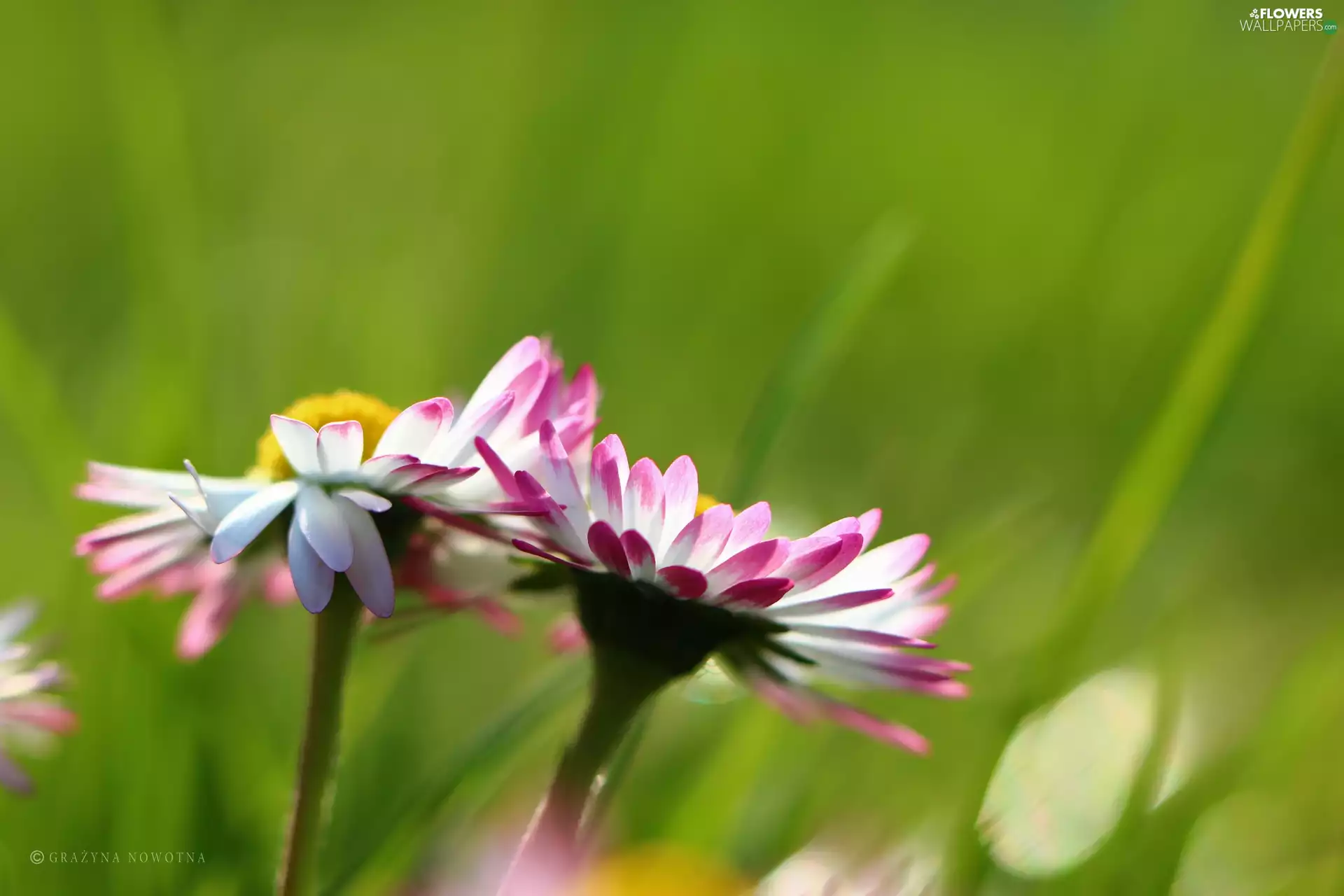 Flowers, daisies, Pink