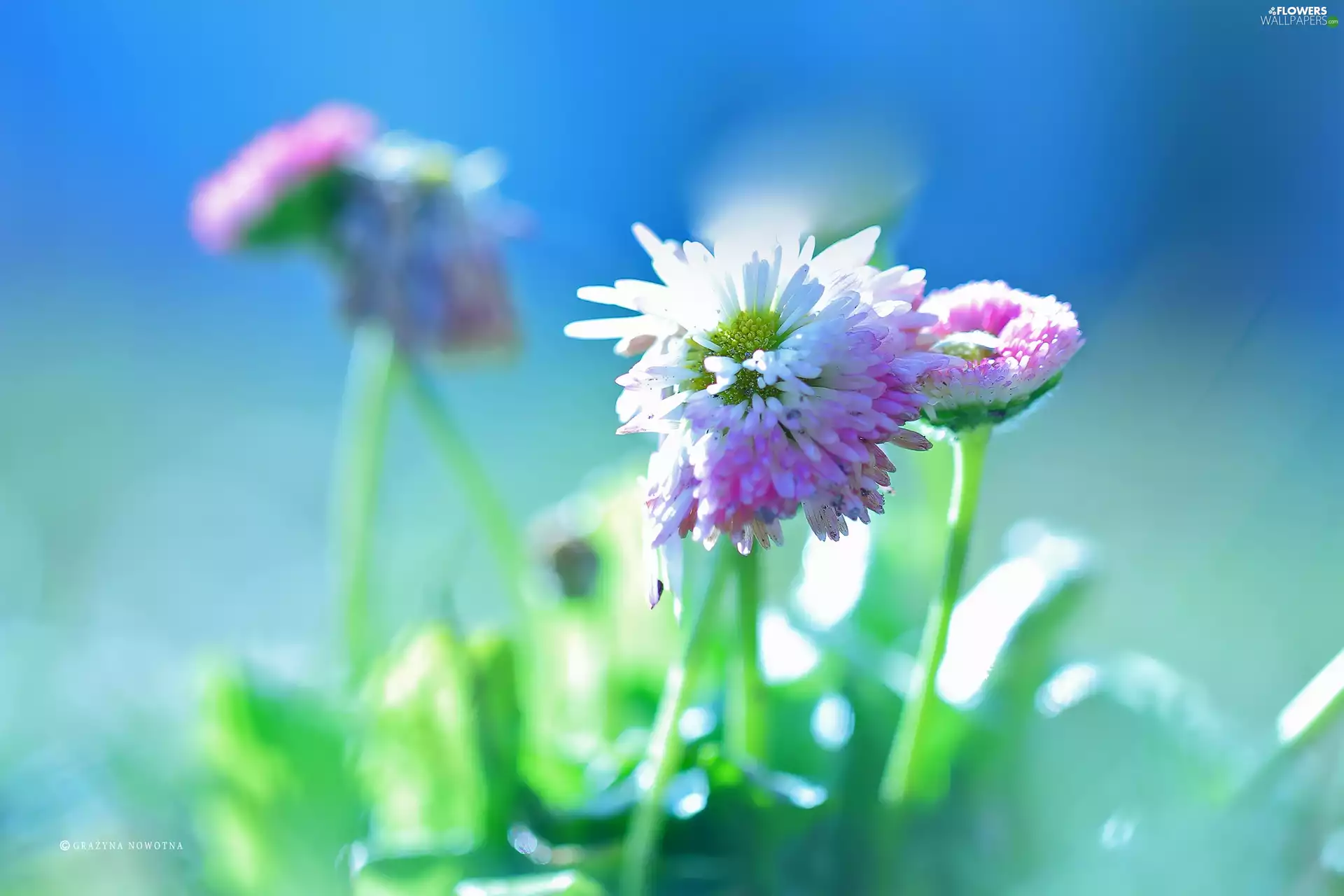Flowers, daisies, Pink