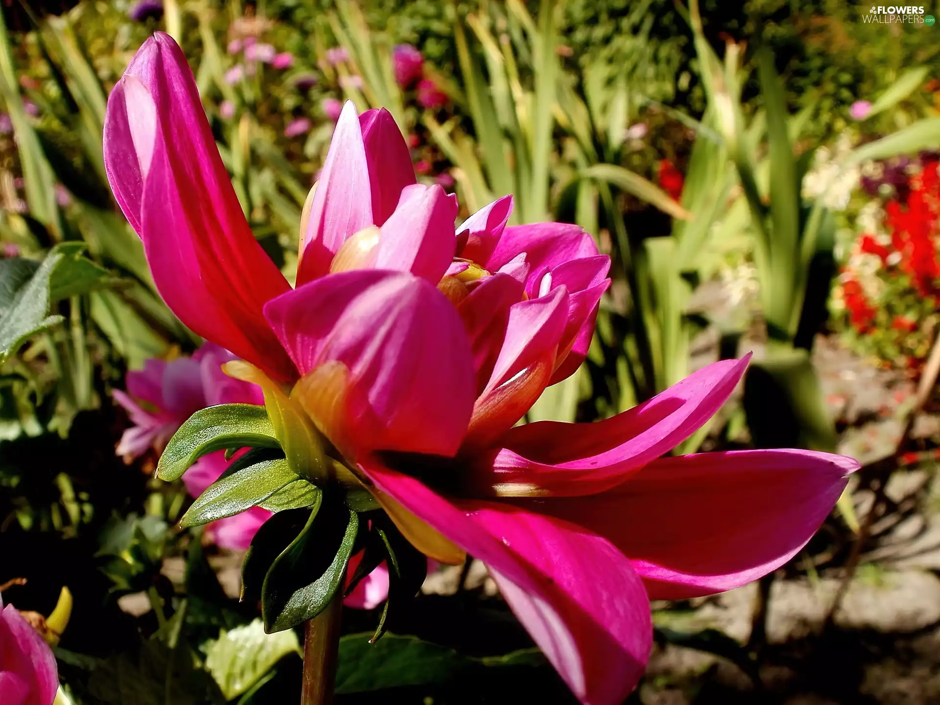 Colourfull Flowers, Pink, Garden, Dalia