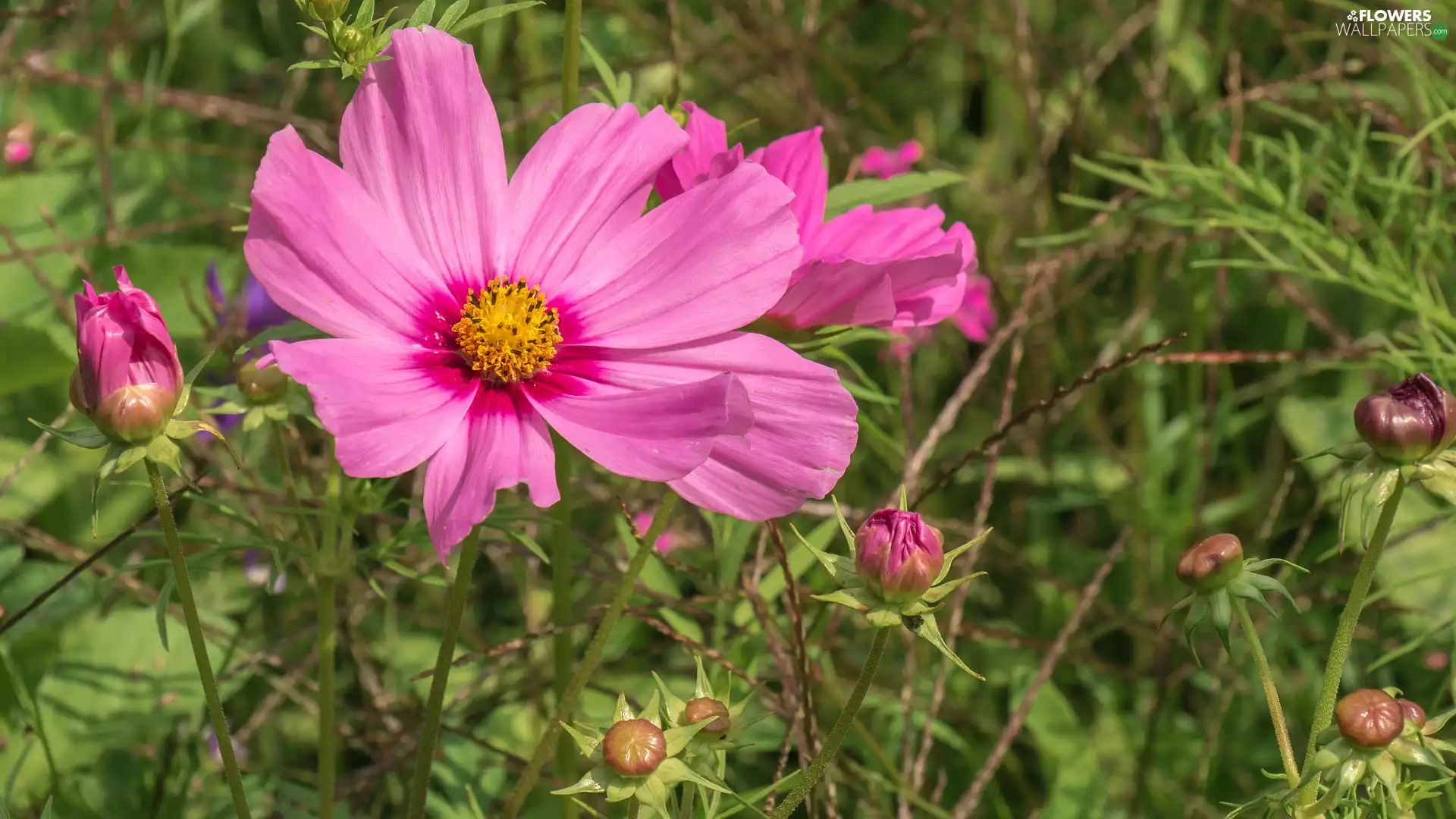 Pink, Cosmos, donuts, Flowers