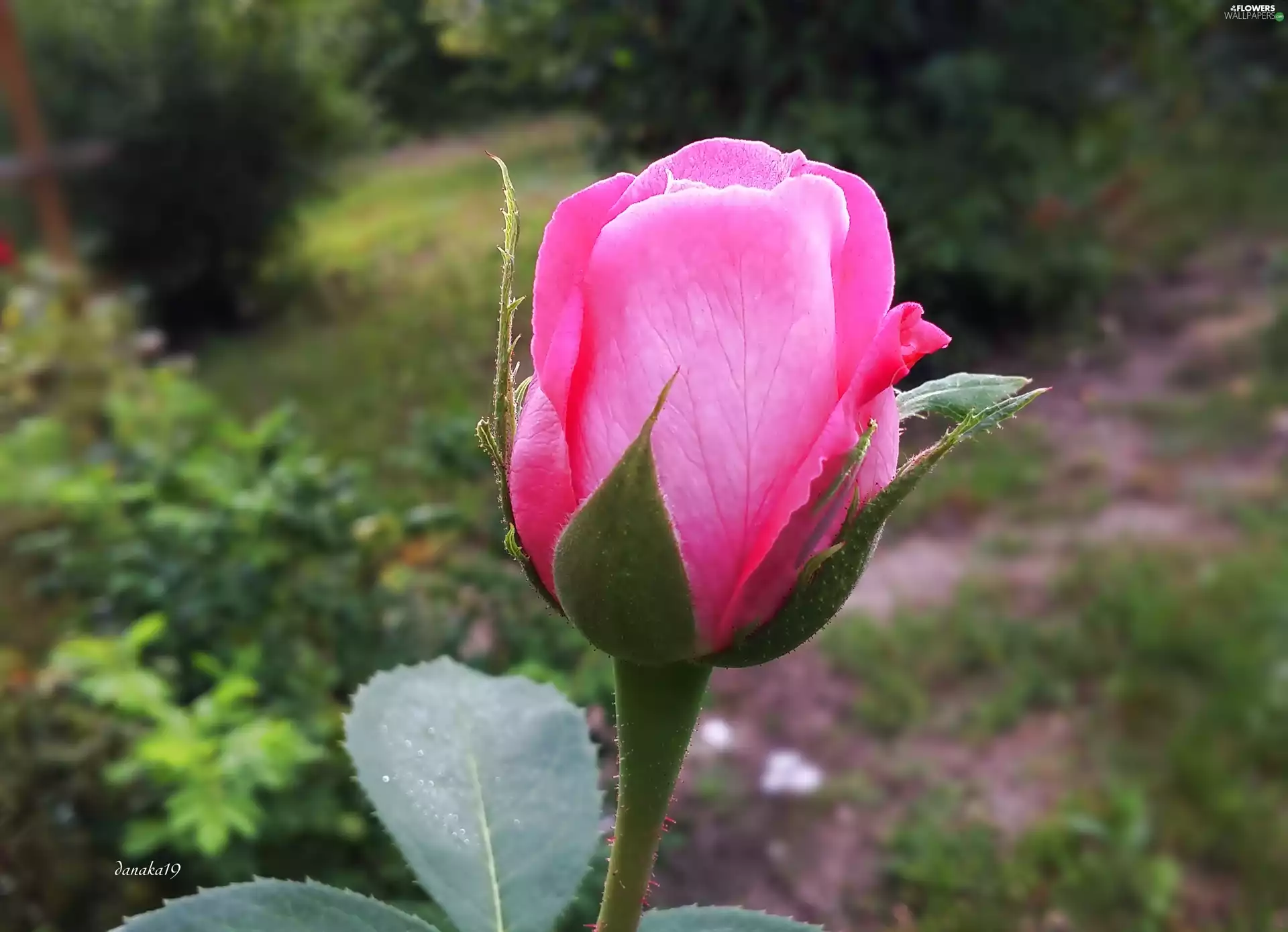 Colourfull Flowers, pink, rose, doughnut
