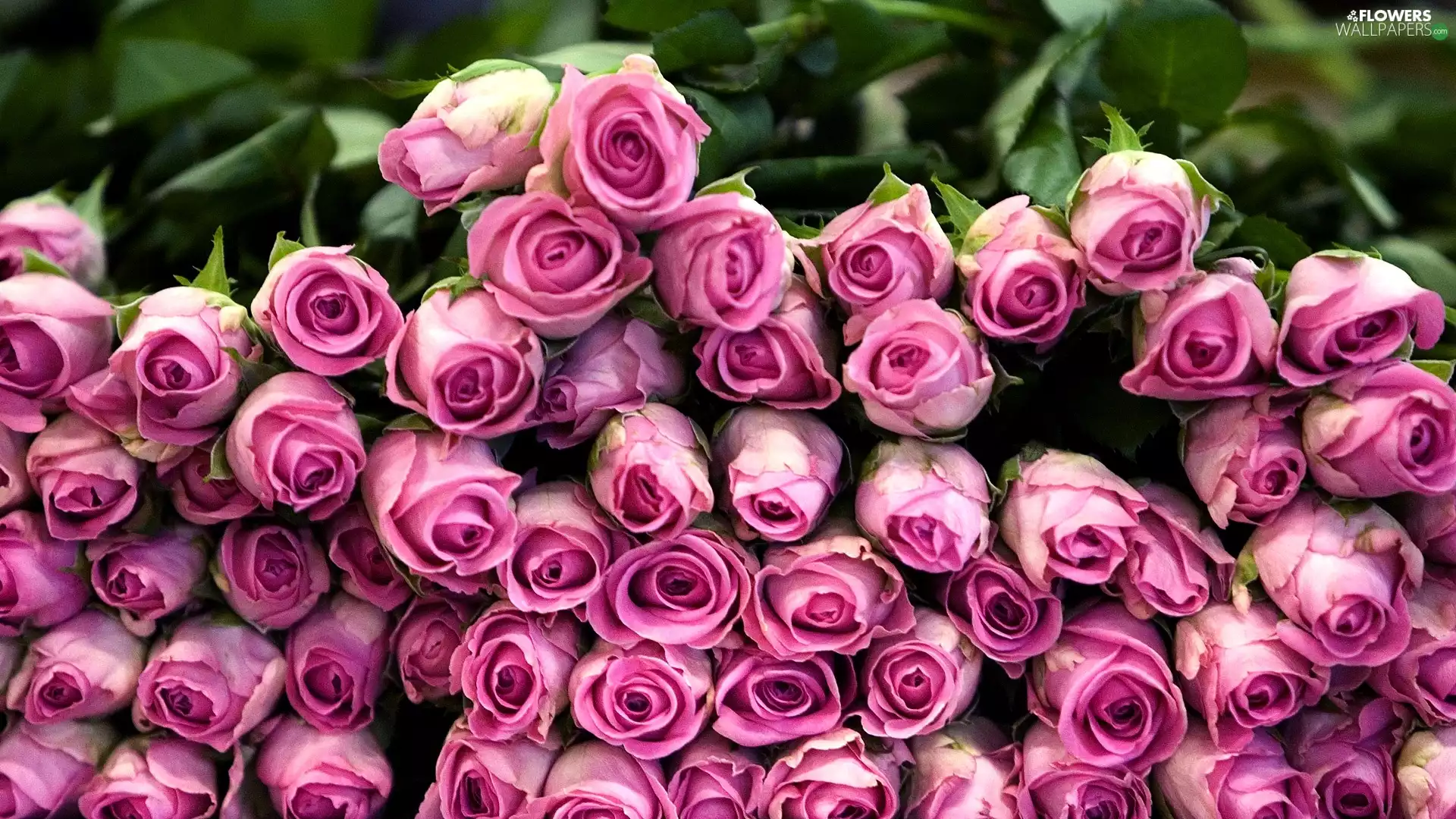 Pink, dump, flowers, roses