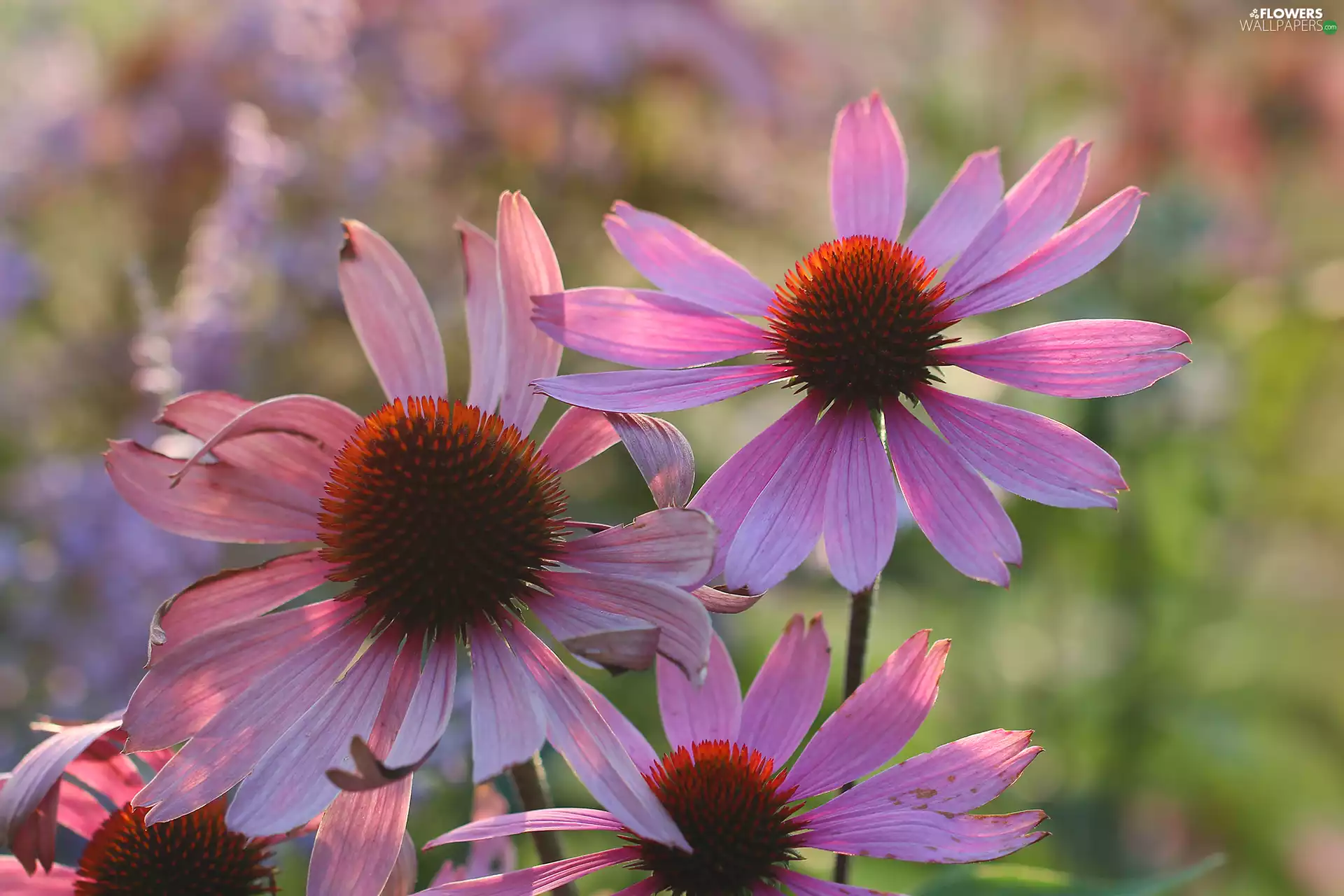 Flowers, echinacea, Pink