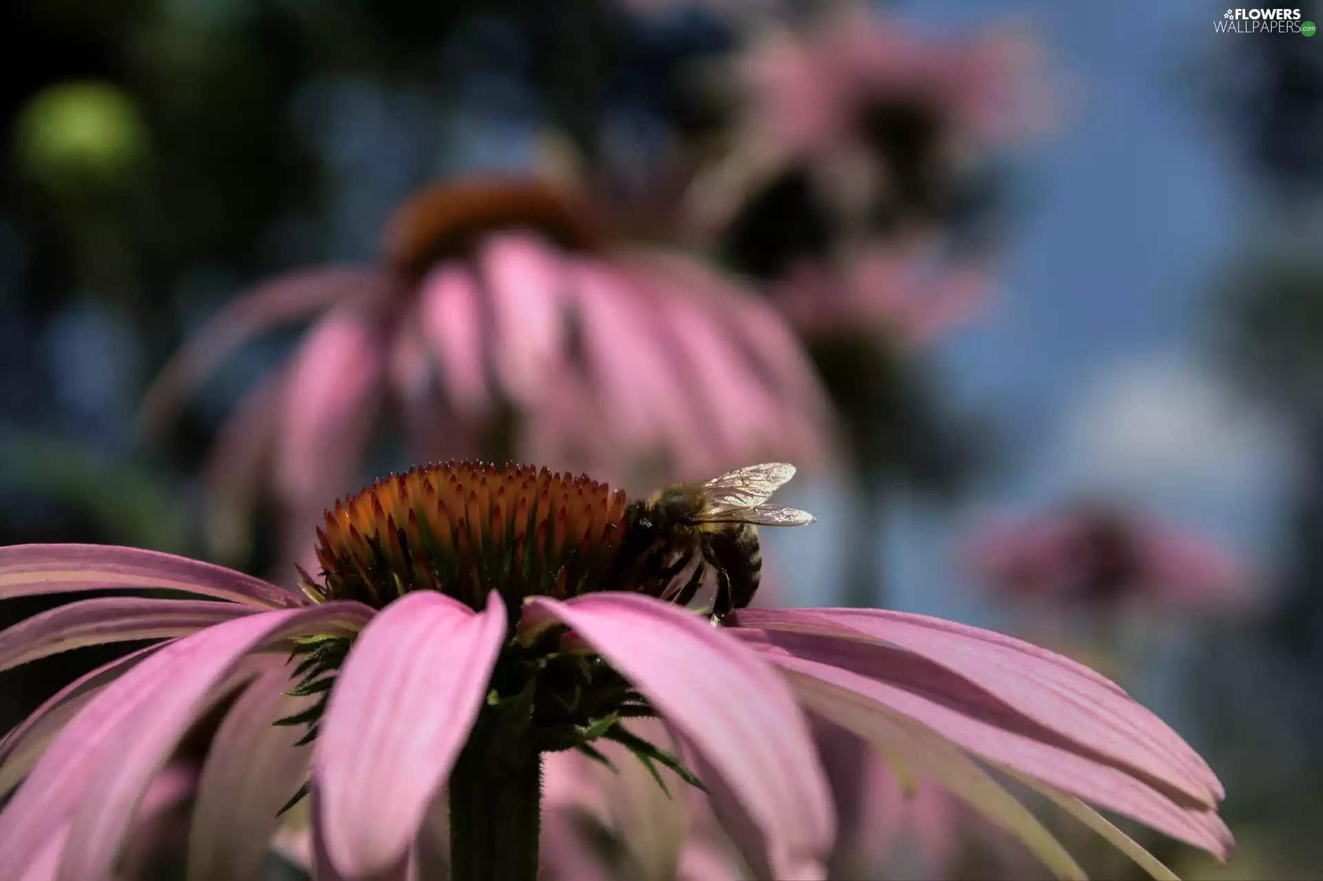 Colourfull Flowers, Pink, bee, echinacea