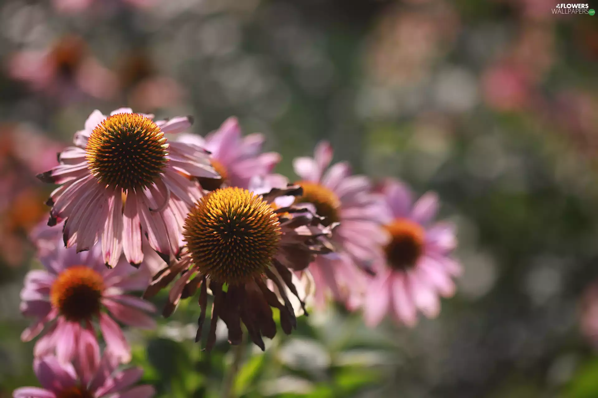 Pink, rapprochement, echinacea, Flowers