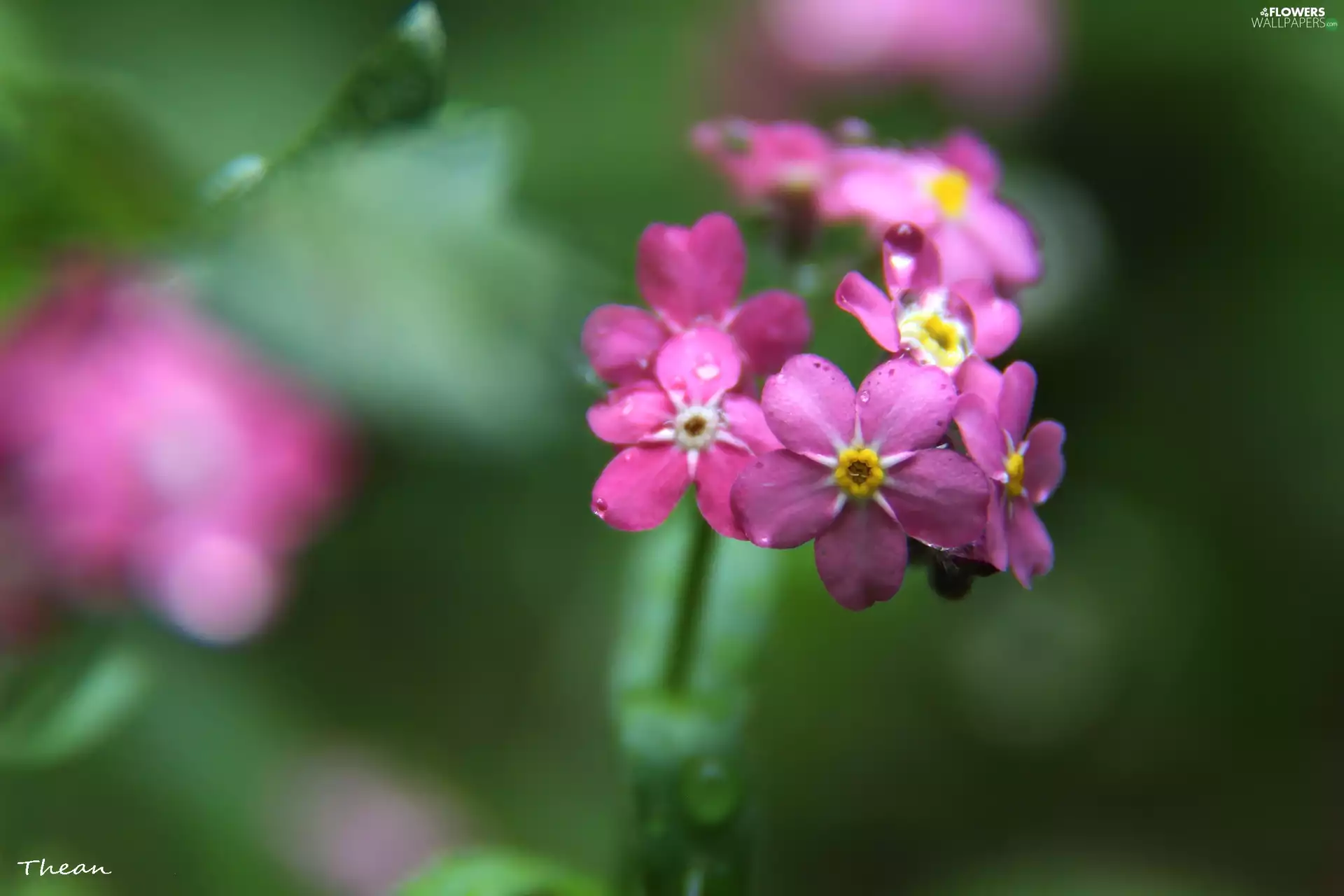 Flowers, Forget, Pink