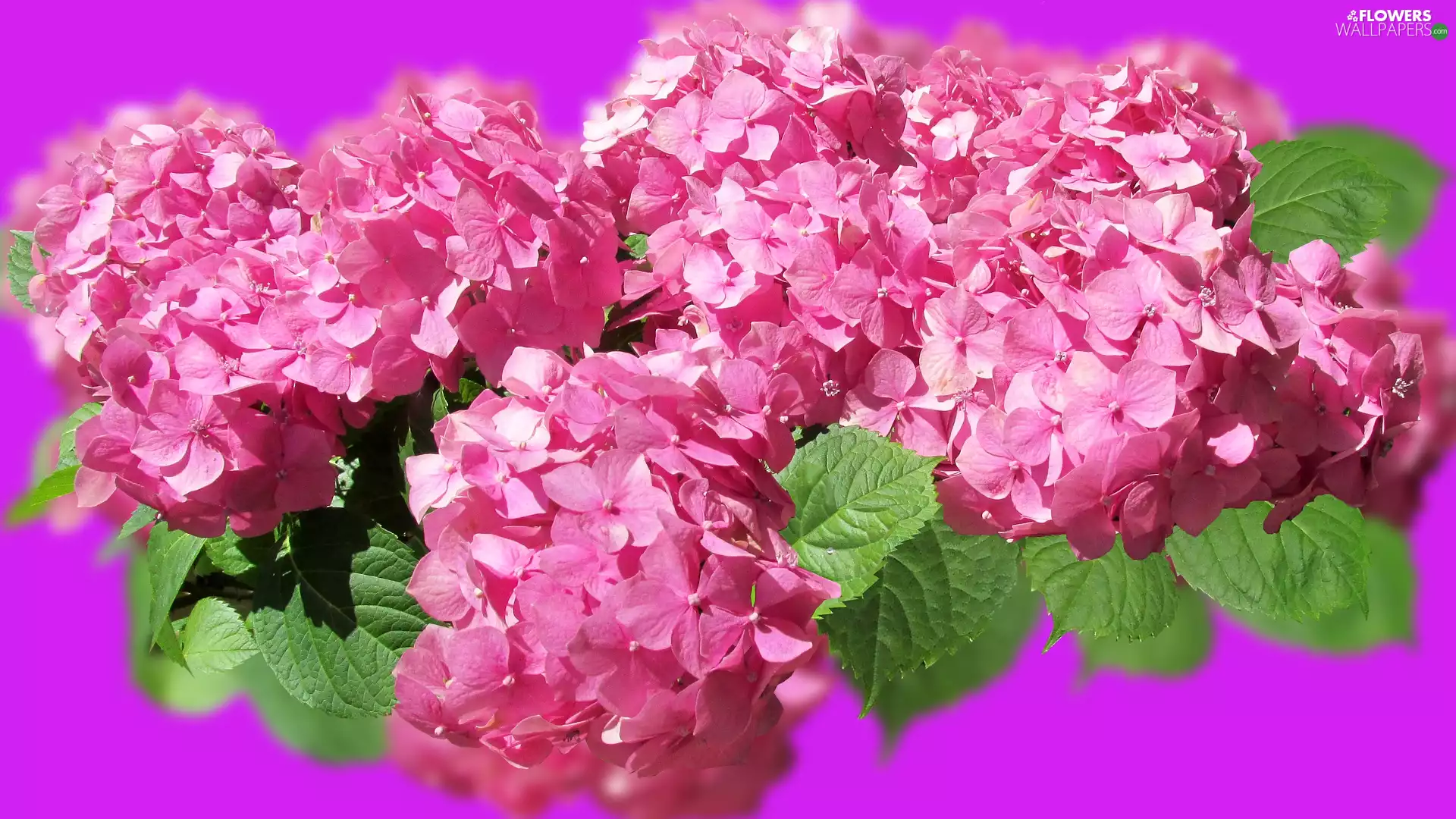 Colourfull Flowers, Pink, 2D, hydrangea