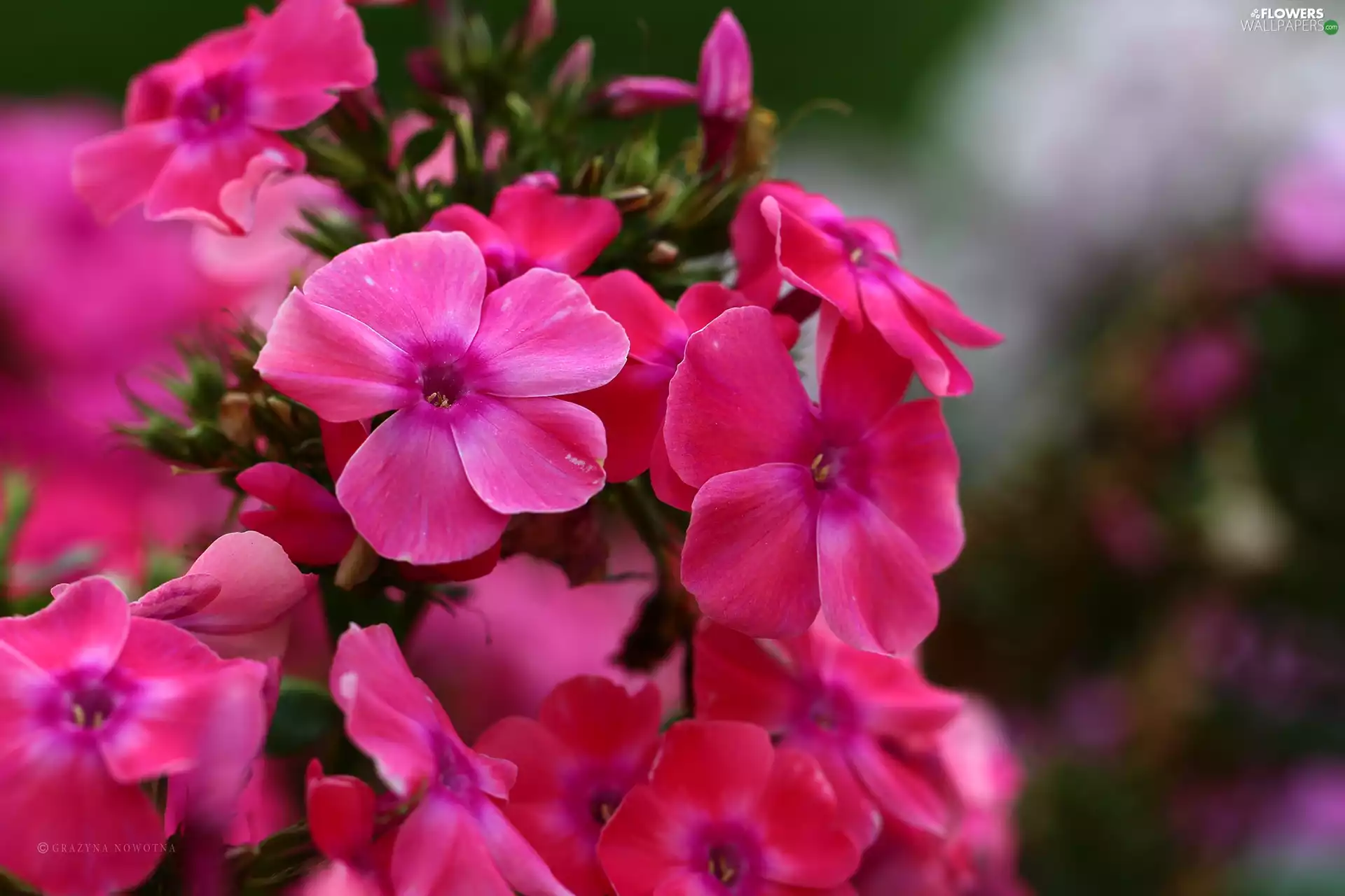 Flowers, hydrangeas, Pink