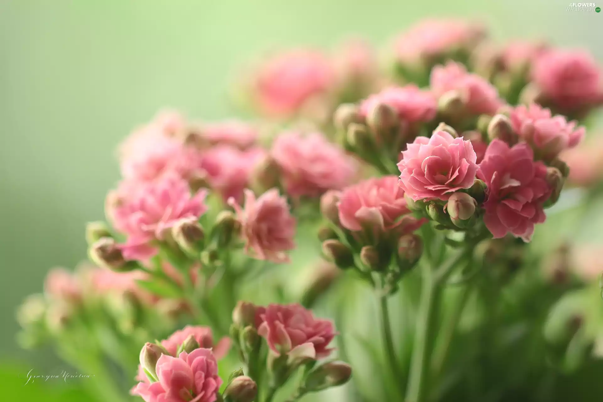 Pink, potted, Kalanchoe, Flowers