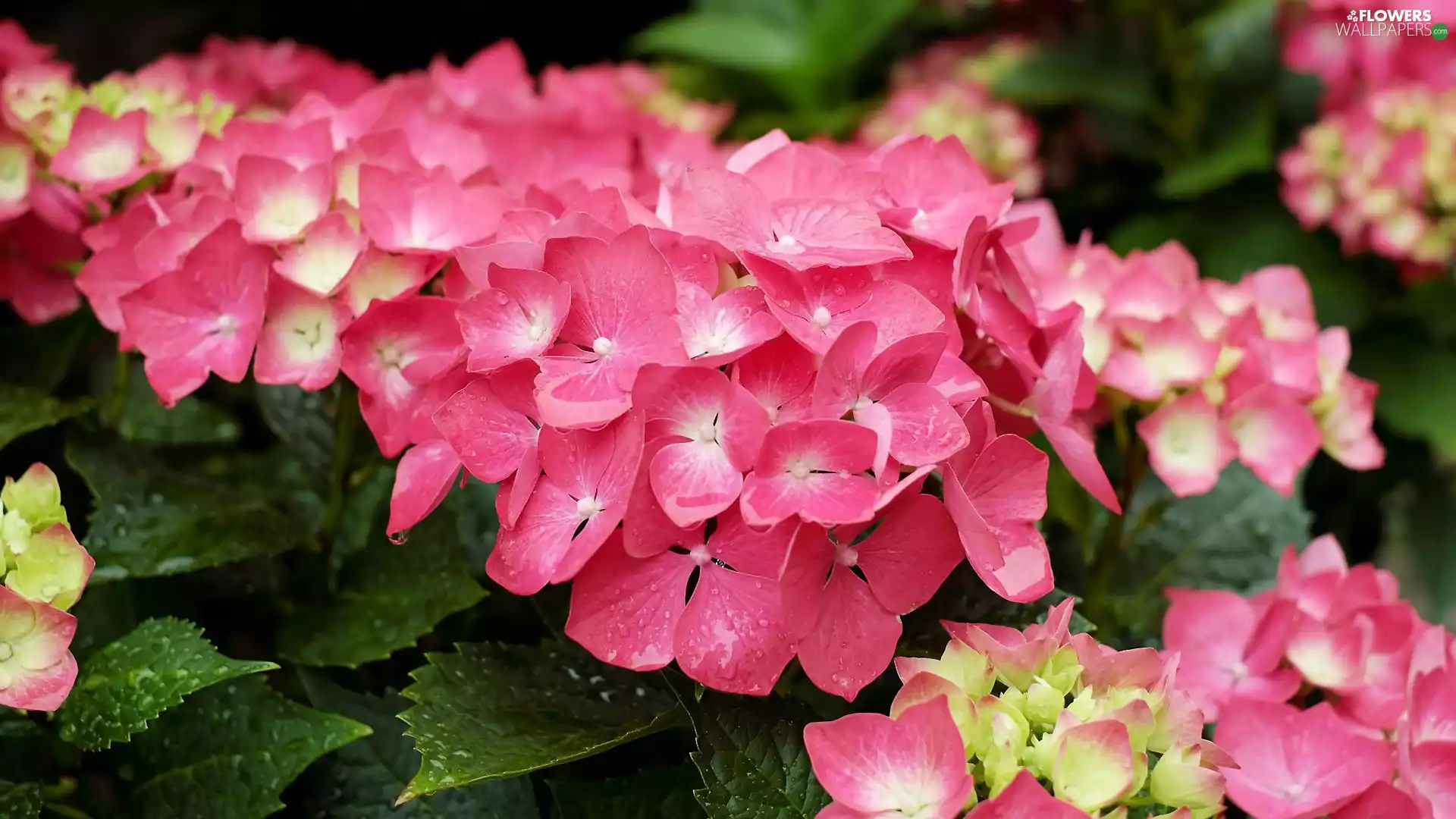 Pink, hydrangeas, Leaf, Flowers