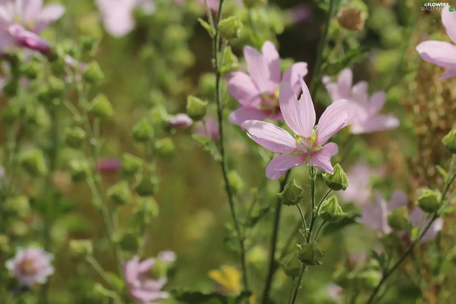 Flowers, Mallow, Pink