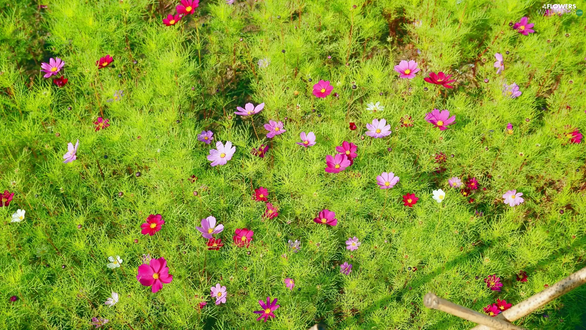 Pink, Cosmos, Meadow, Flowers