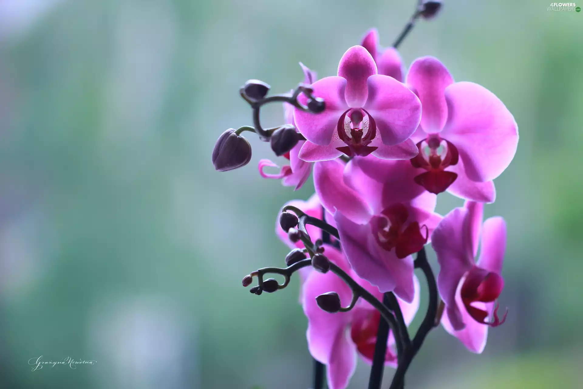Flowers, orchids, Pink