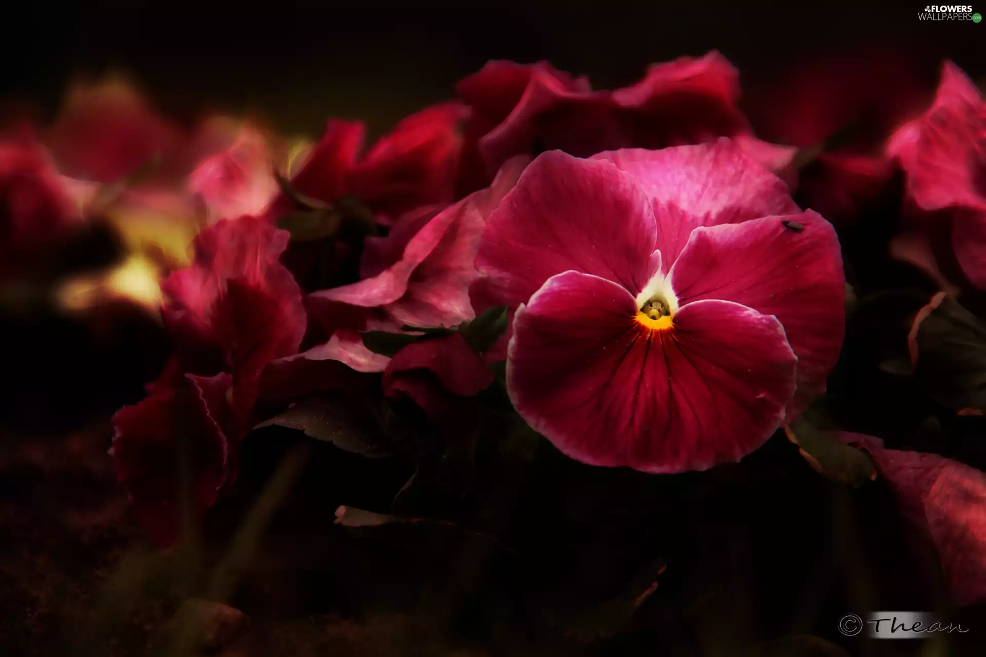 Flowers, pansies, Pink