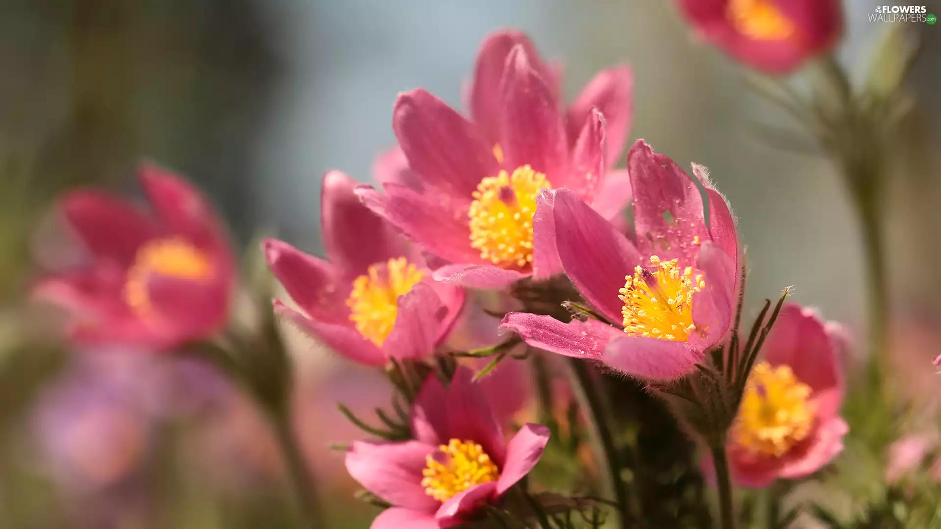 Flowers, pasque, Pink