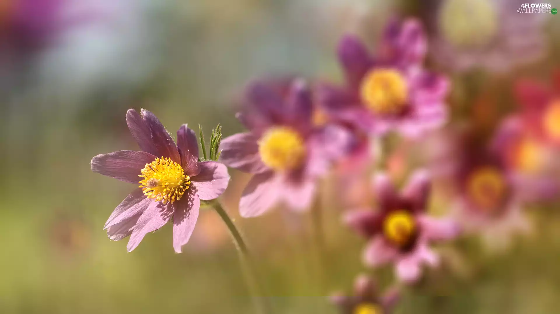 Flowers, pasque, Pink