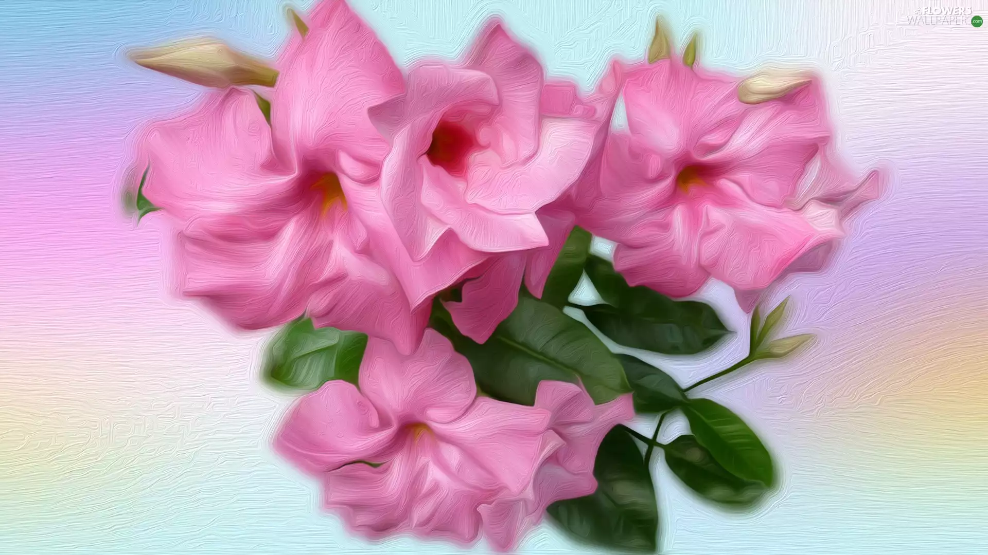 Flowers, petunia, Pink