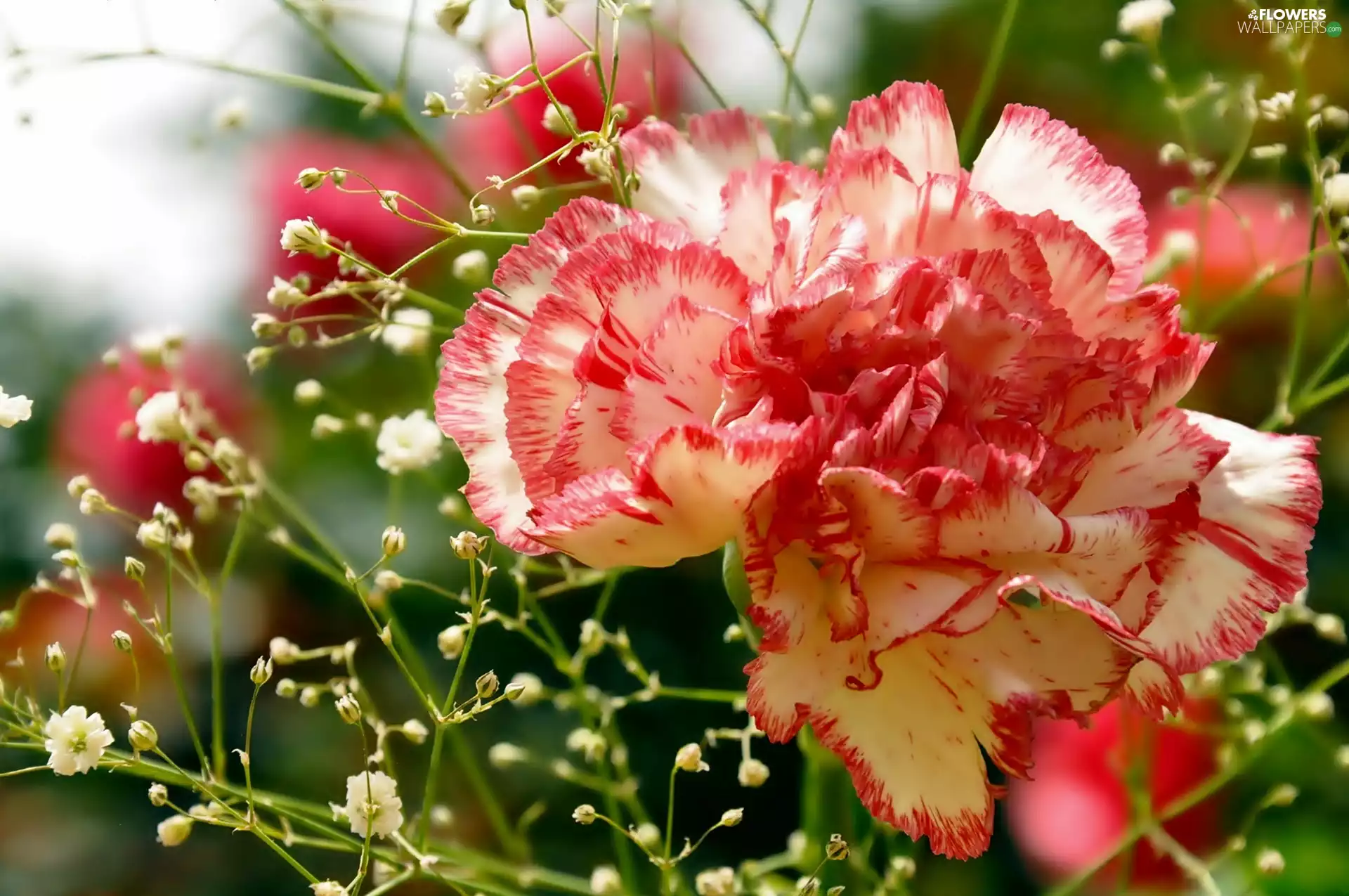 Colourfull Flowers, pink, rapprochement, Pink