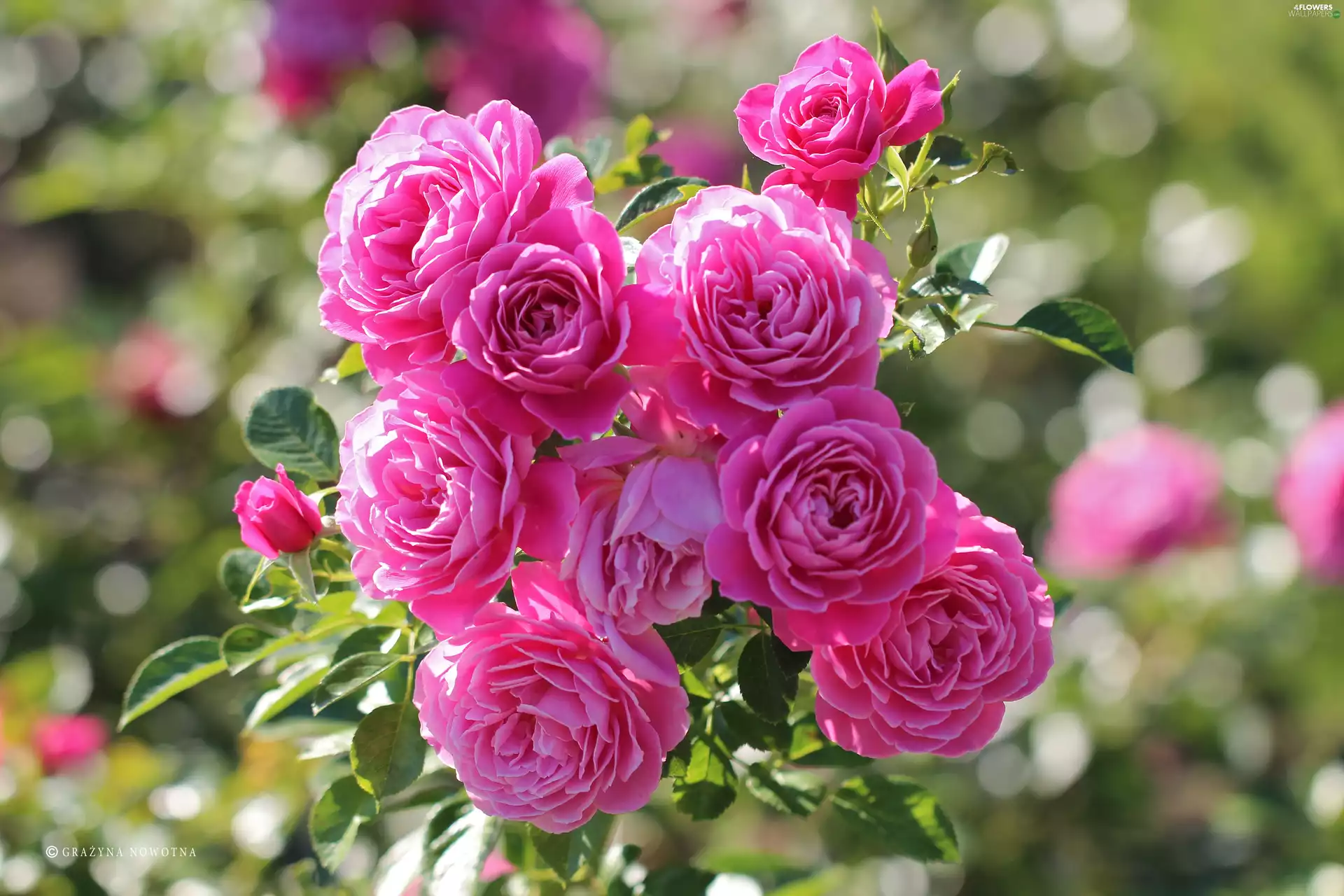 Flowers, roses, Pink