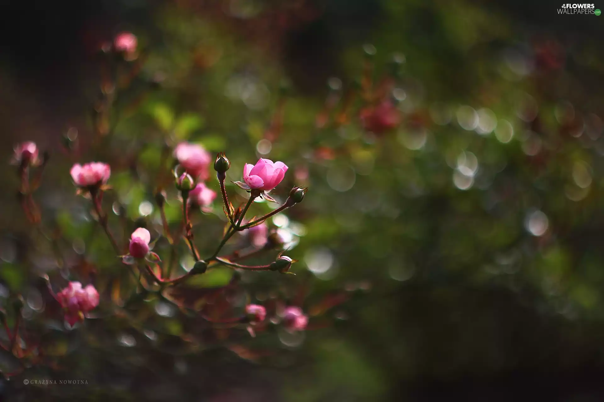 Flowers, roses, Pink