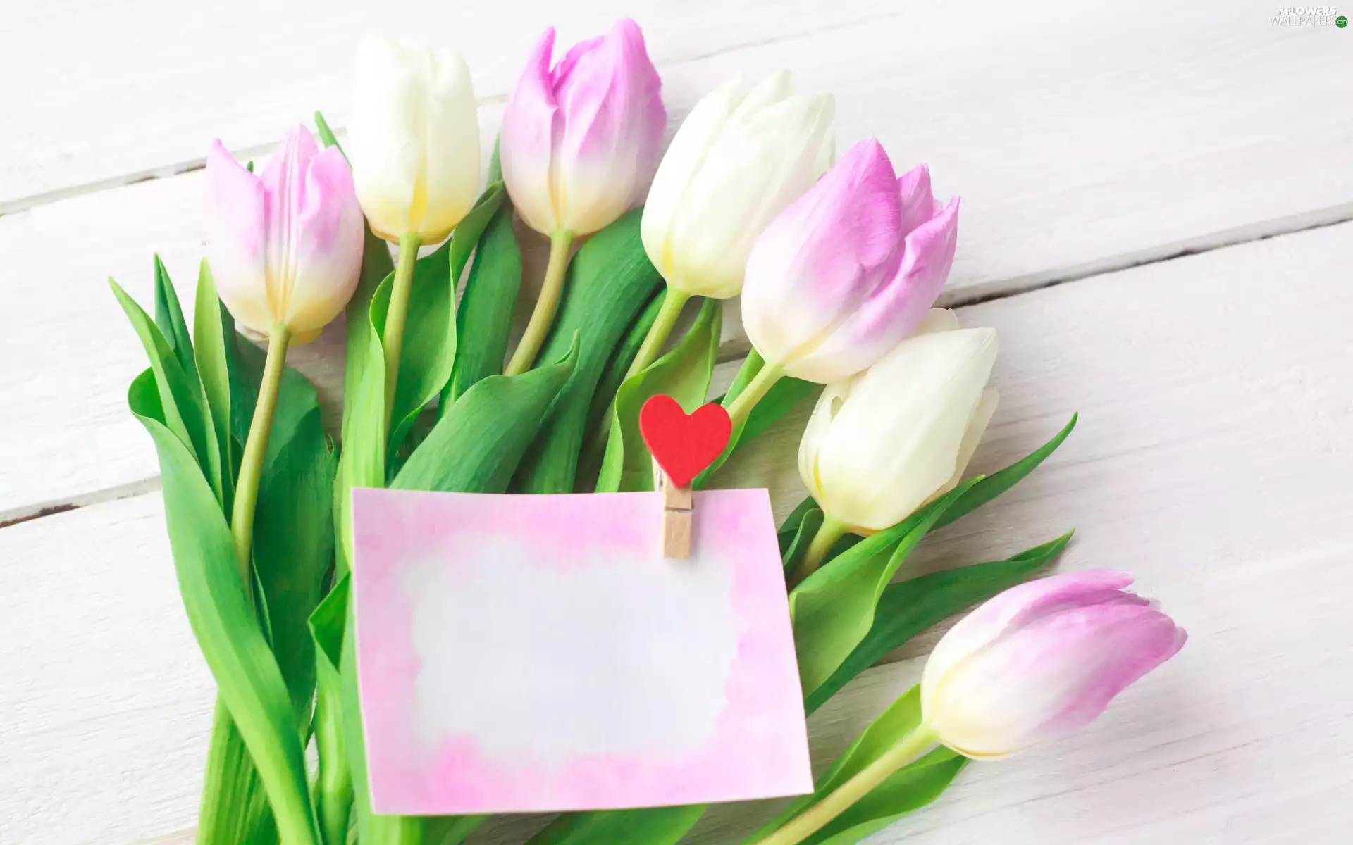 Flowers, card, Tulips, clip, Heart teddybear, Pink-White, boarding