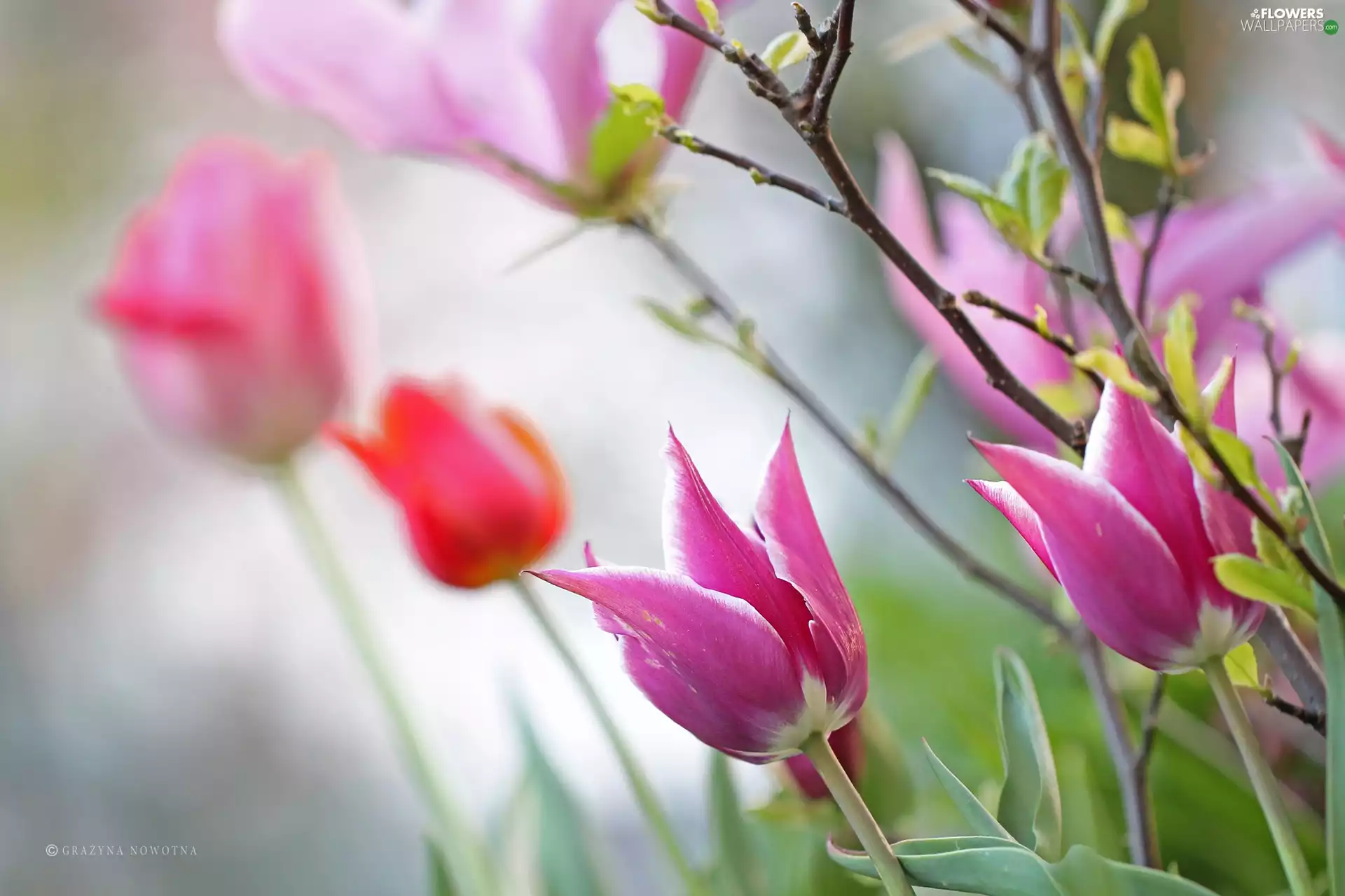 Flowers, Tulips, Pink