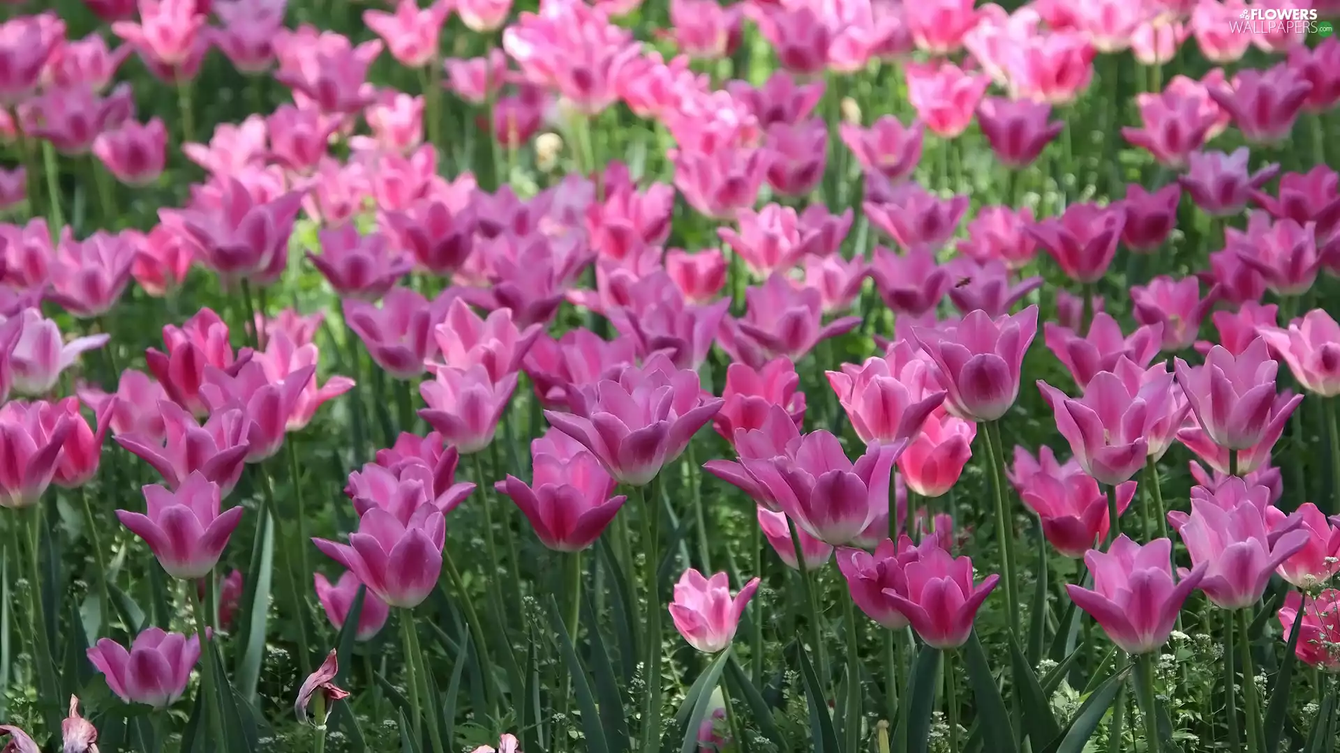 Pink, blooming, Tulips, Flowers