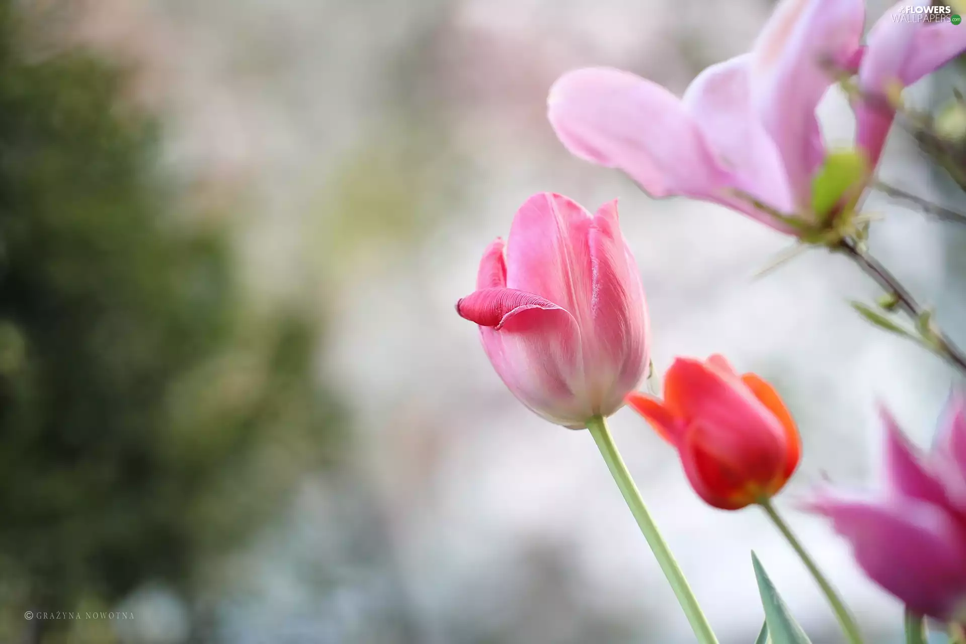 Flowers, Tulips, Pink
