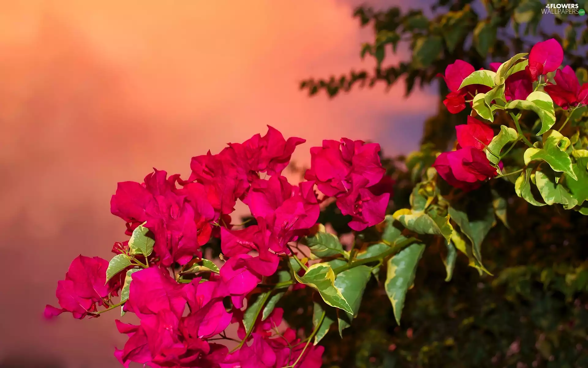 Pink, Bougainvillea, twig, Flowers