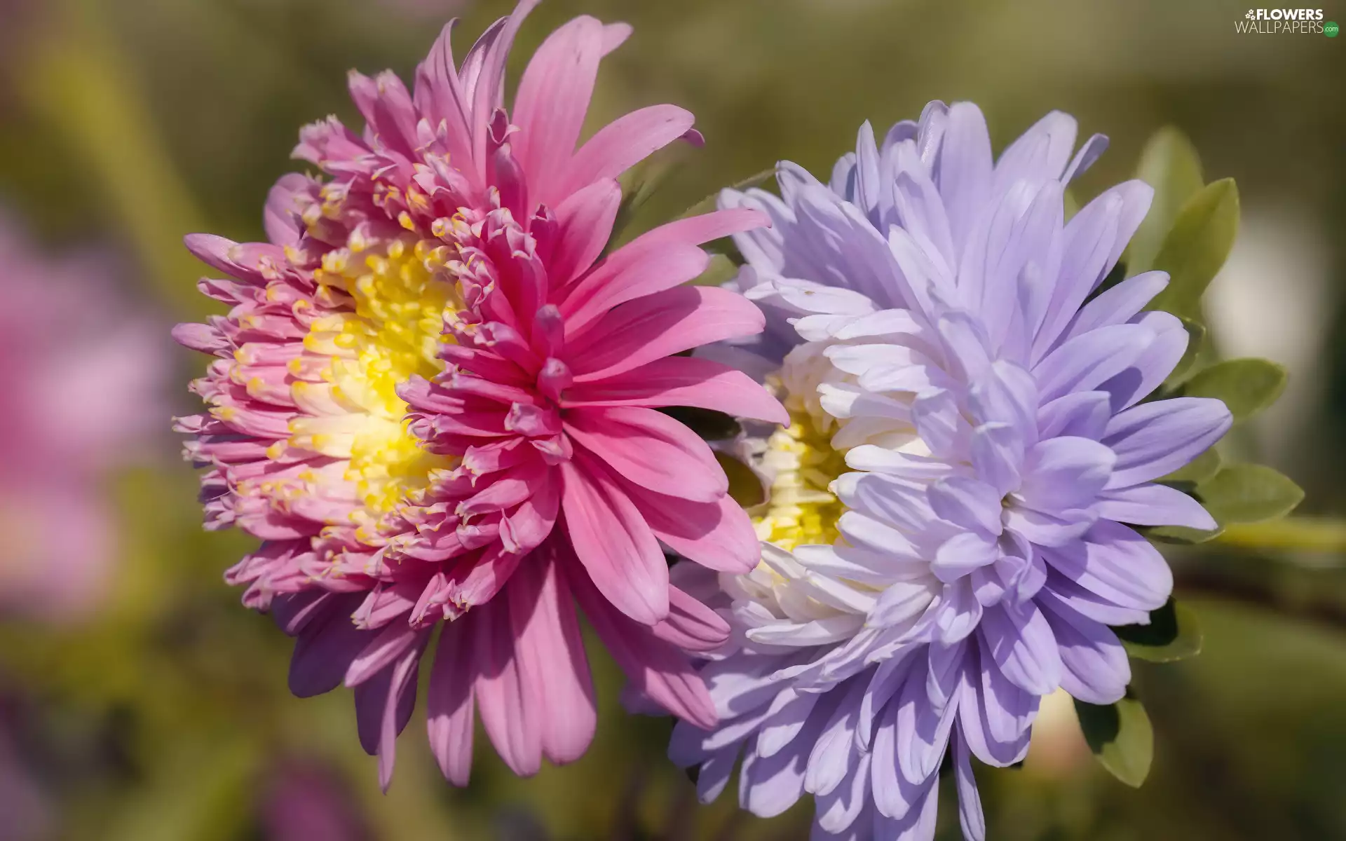 Light violet, Pink, Flowers, Astra, Two cars