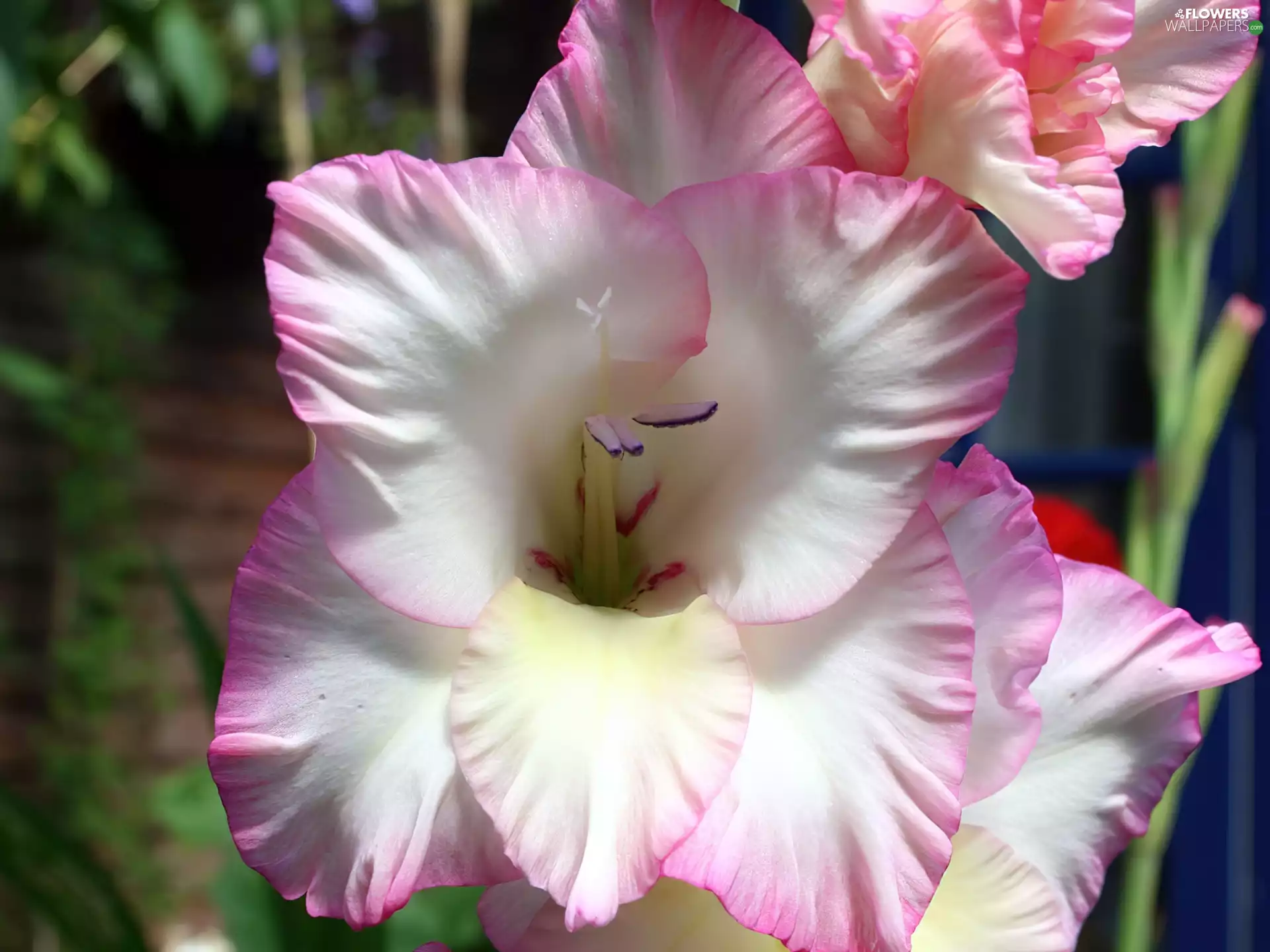 Colourfull Flowers, Pink, gladiolus, white