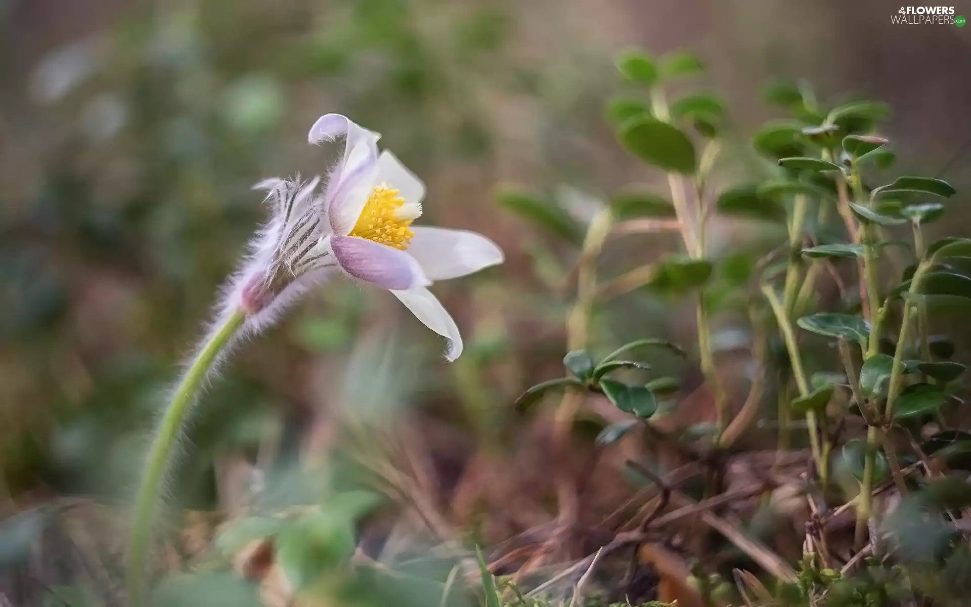Colourfull Flowers, Plants, blur, pasque