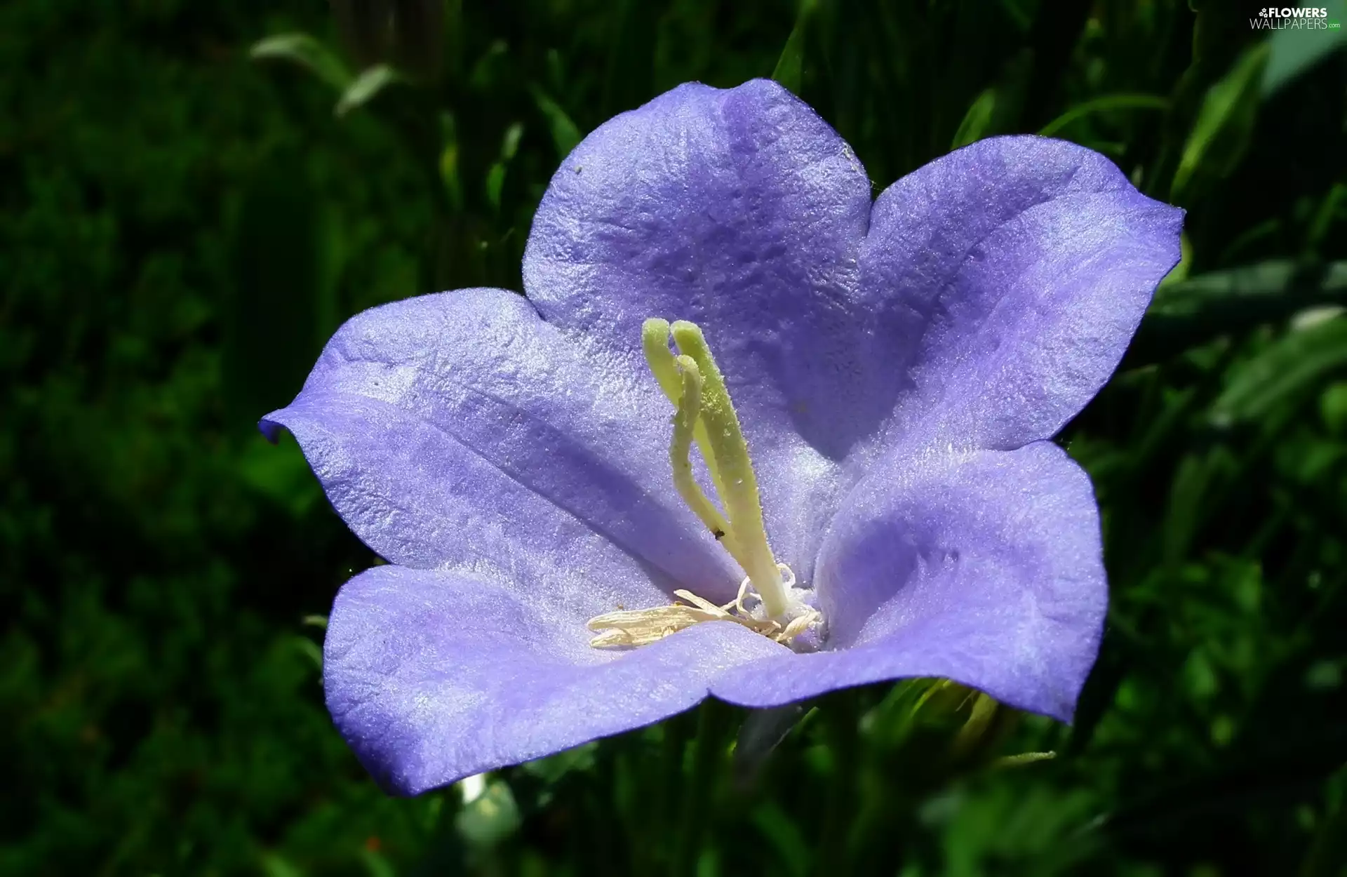 Platycodon, nature, Colourfull Flowers
