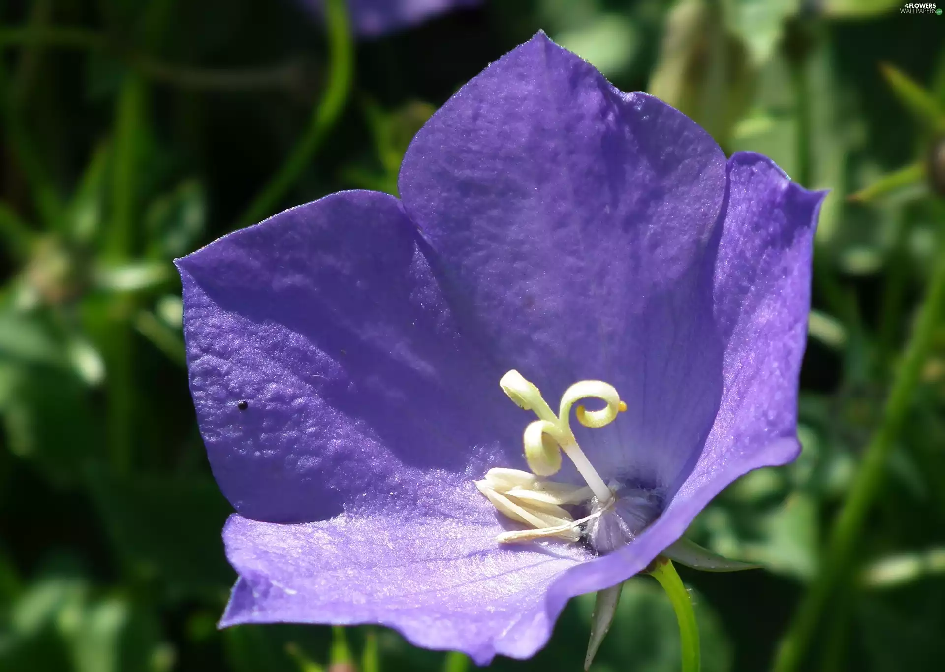 Platycodon, nature, Colourfull Flowers