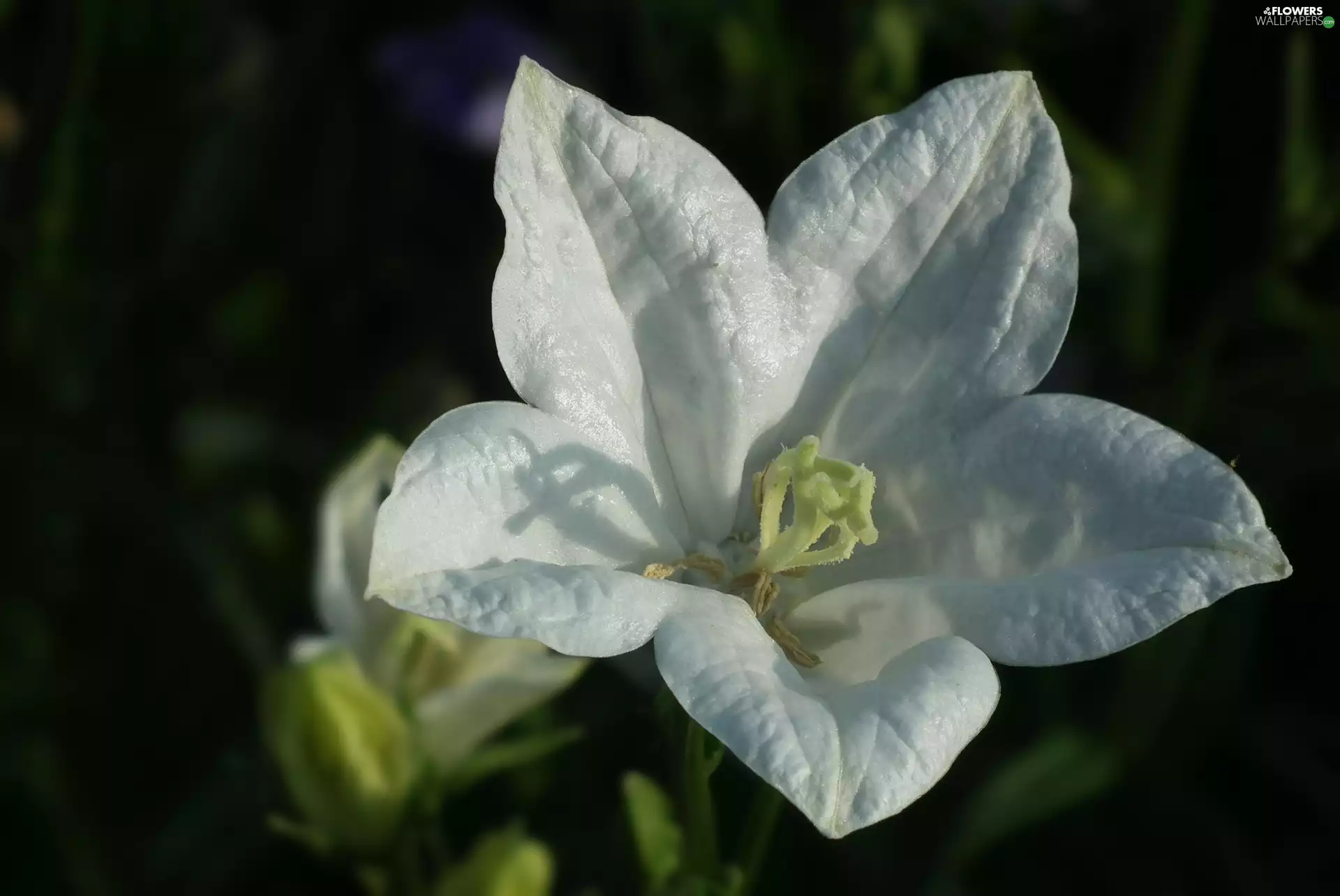 Platycodon, nature, Colourfull Flowers