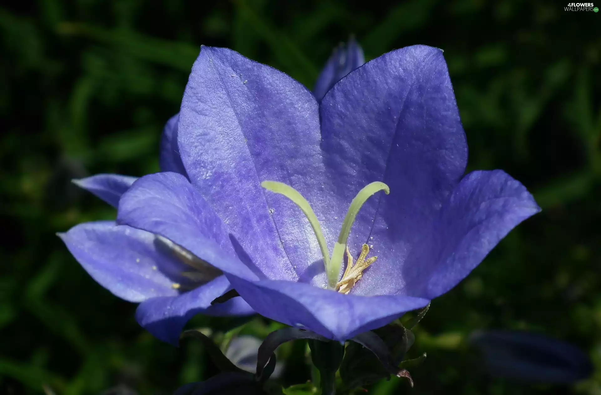 Platycodon, nature, Colourfull Flowers