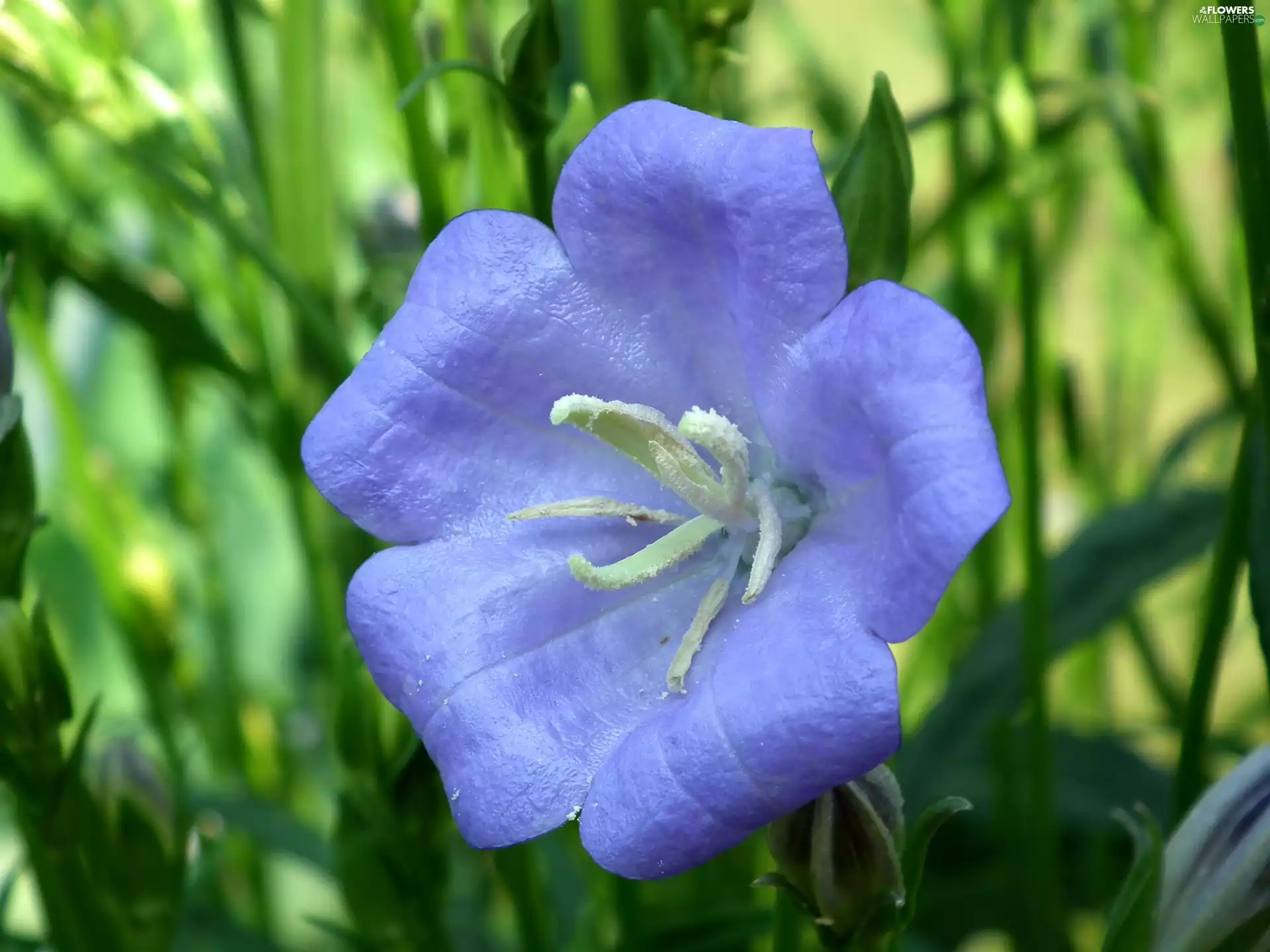 Platycodon, nature, Colourfull Flowers