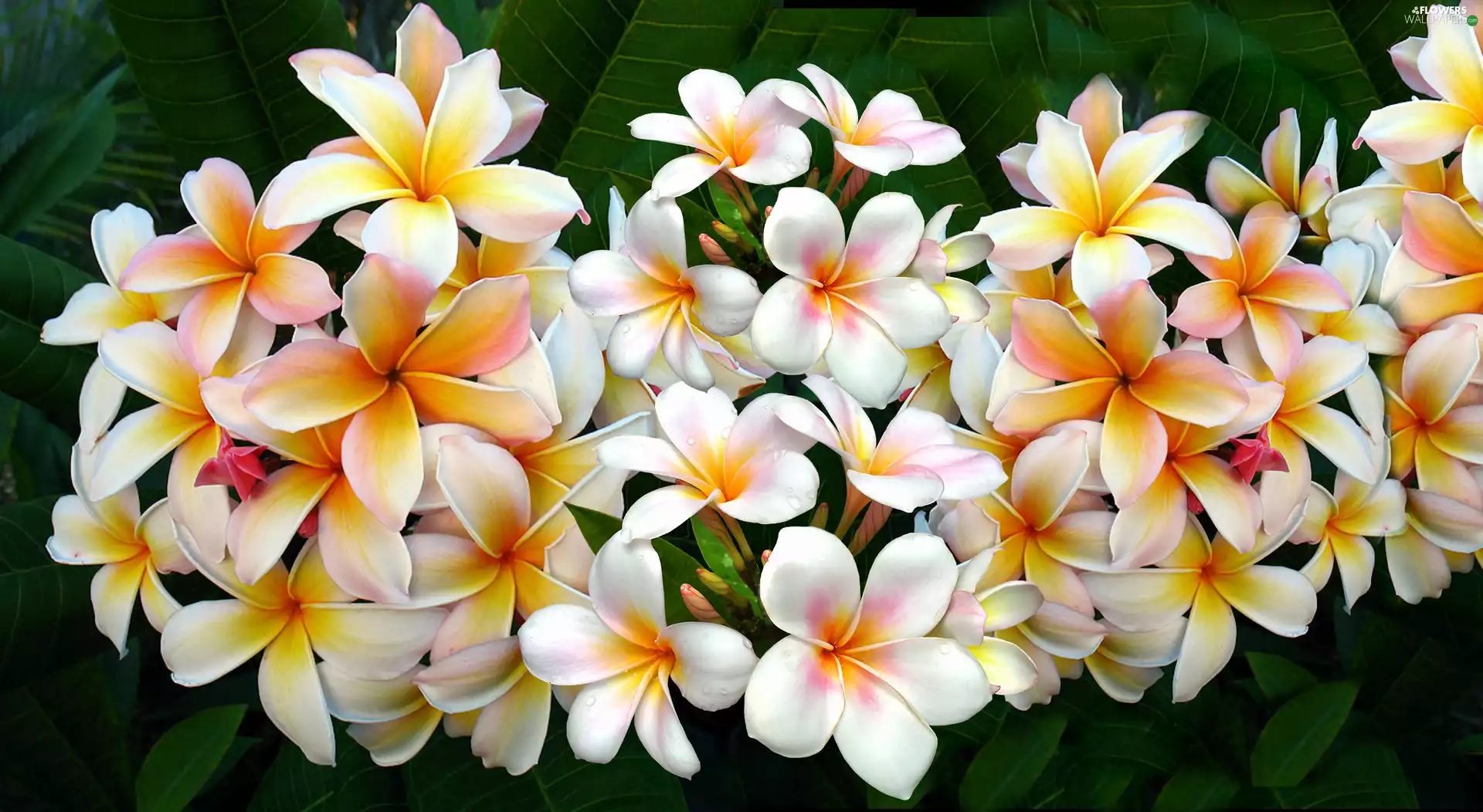 Flowers, Plumeria