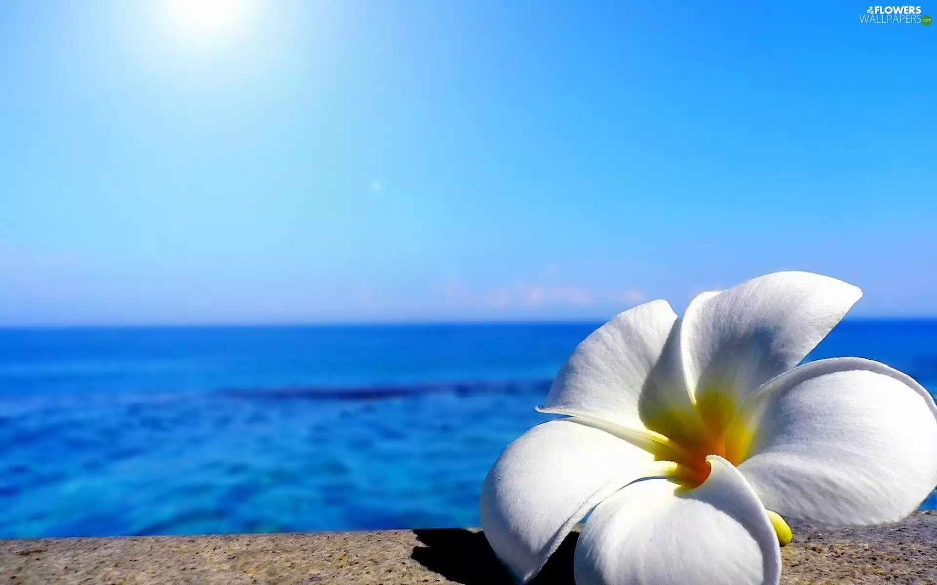Plumeria, sea, Colourfull Flowers