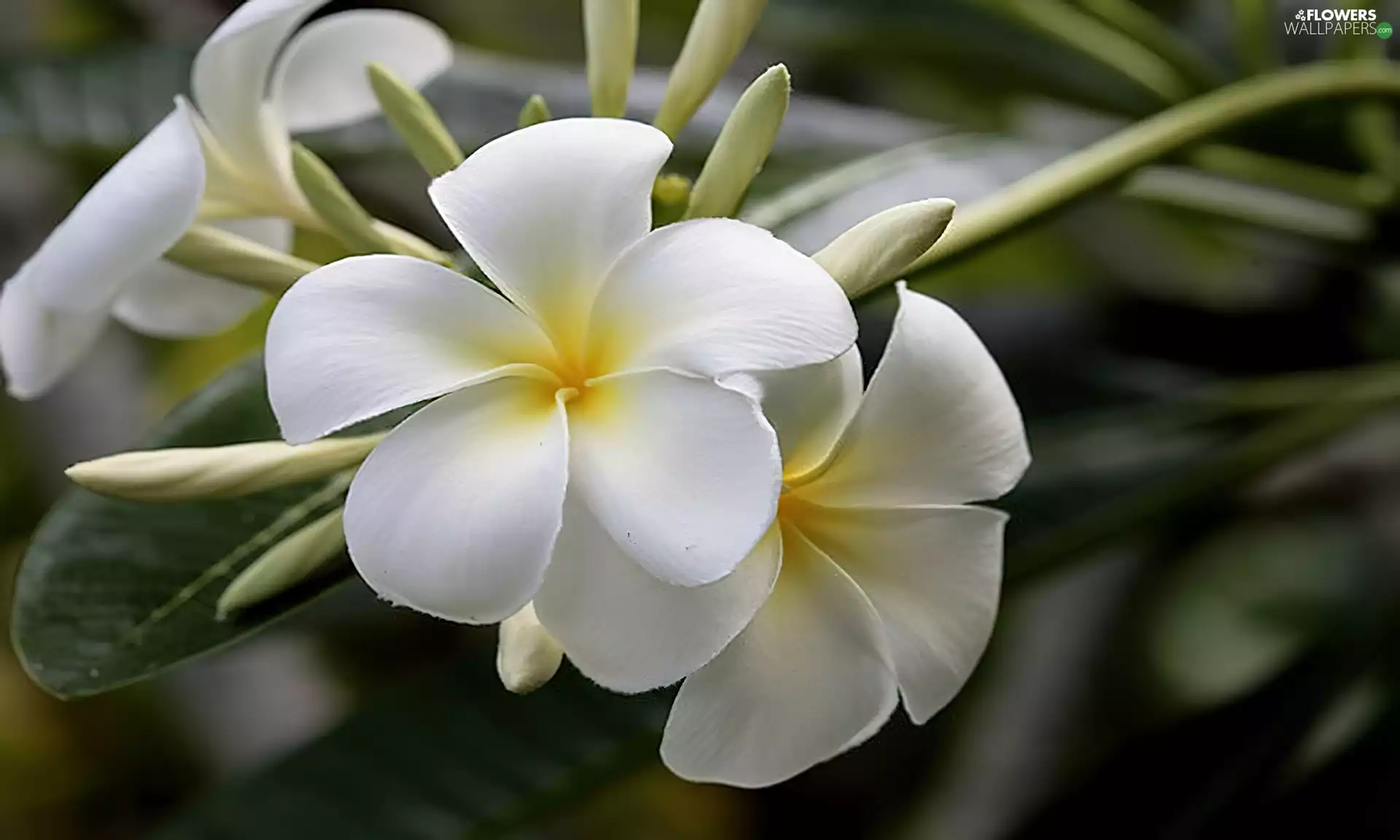 Colourfull Flowers, Plumeria, Leaf, White
