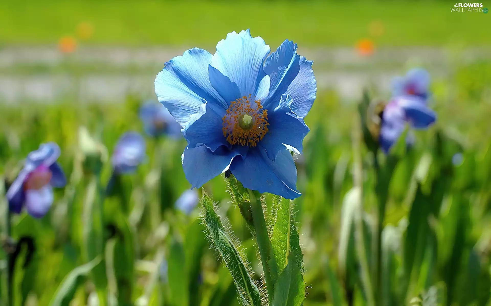 poppies, blue, Colourfull Flowers