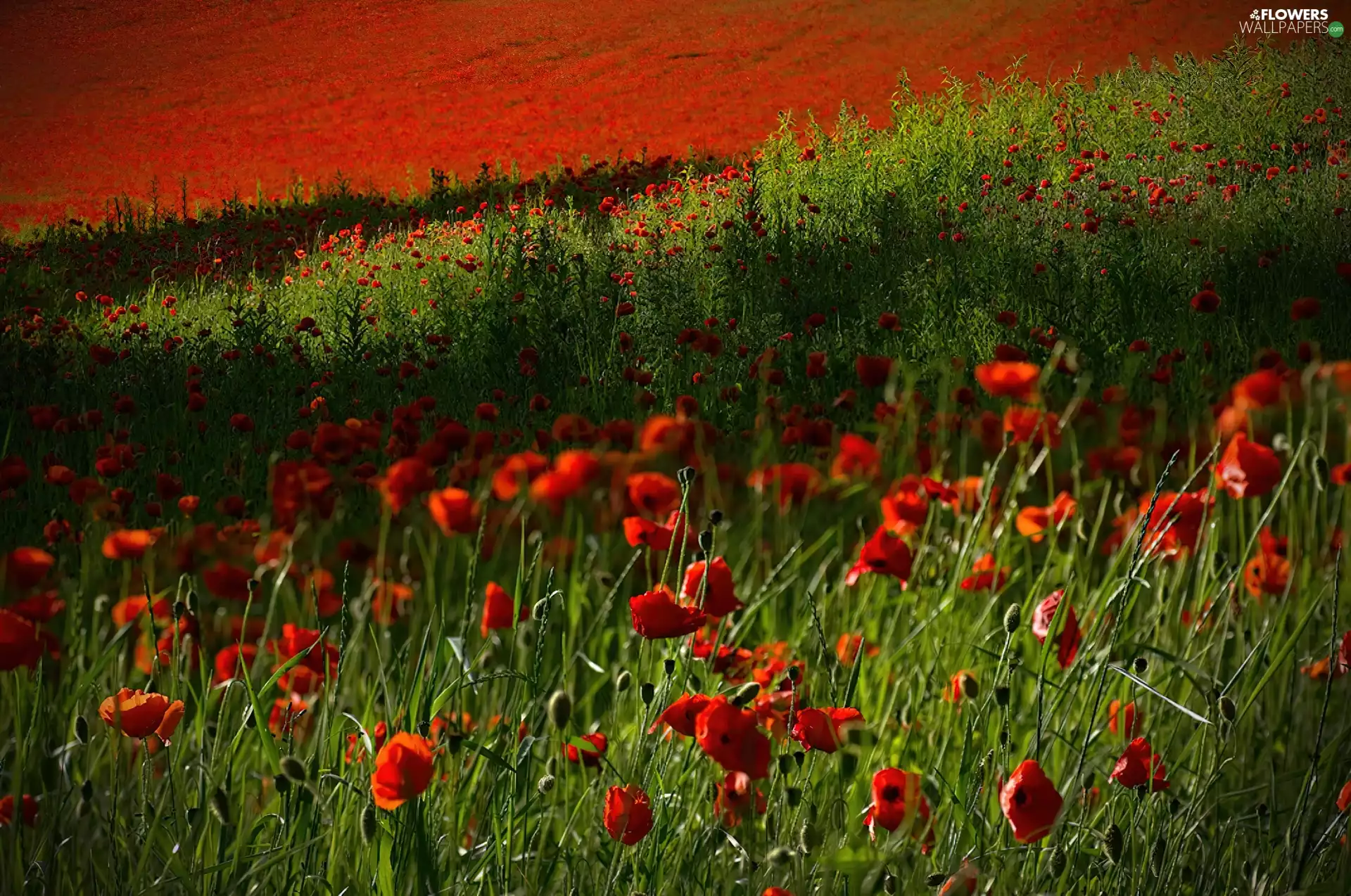 Flowers, field, poppy