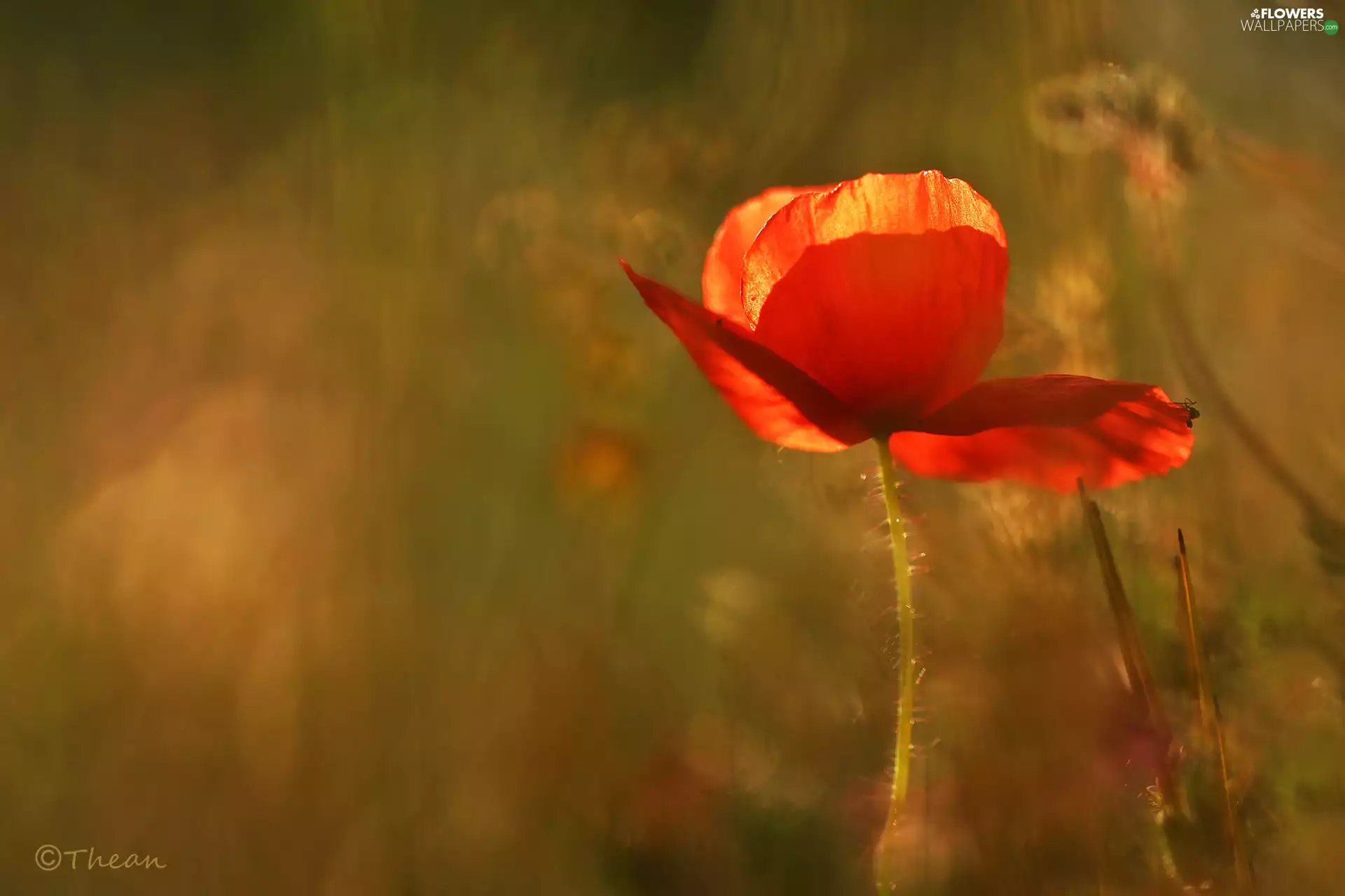 Colourfull Flowers, Poppy Field, Red