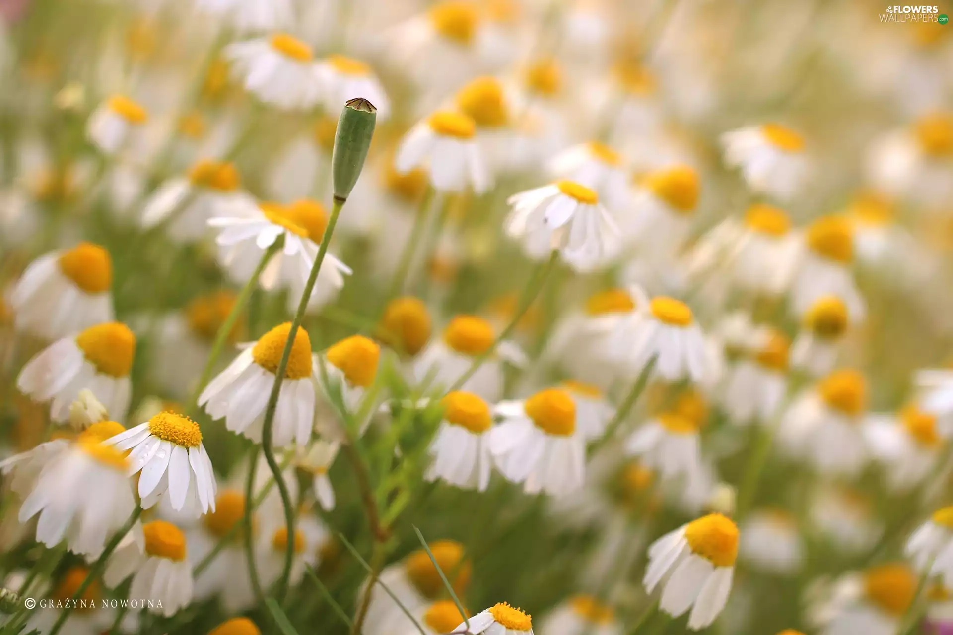 chamomile, Flowers, poppy-head, White