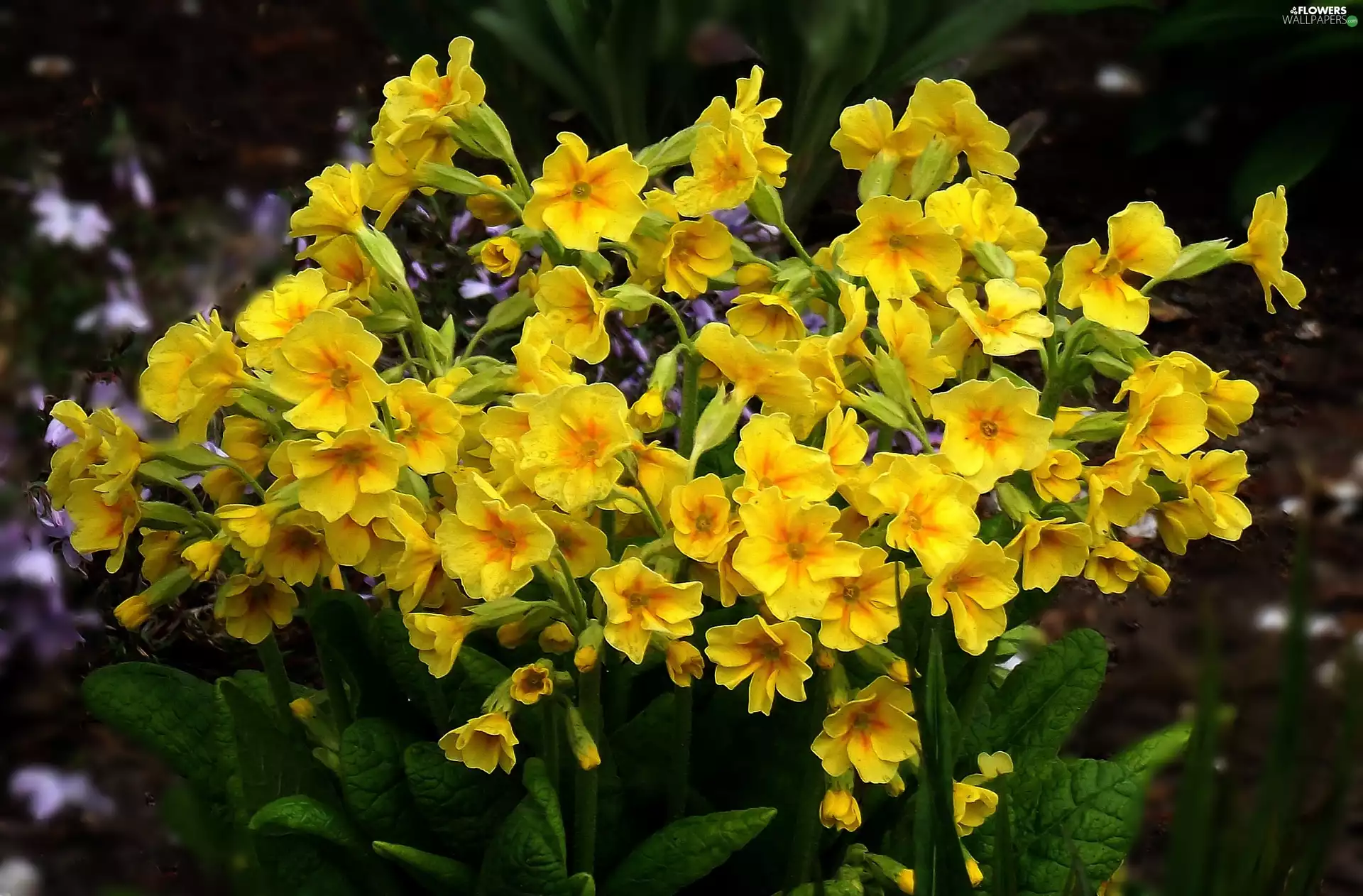 Flowers, primrose