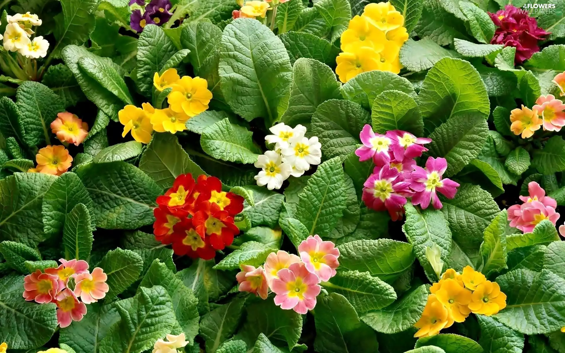 Flowers, Primrose