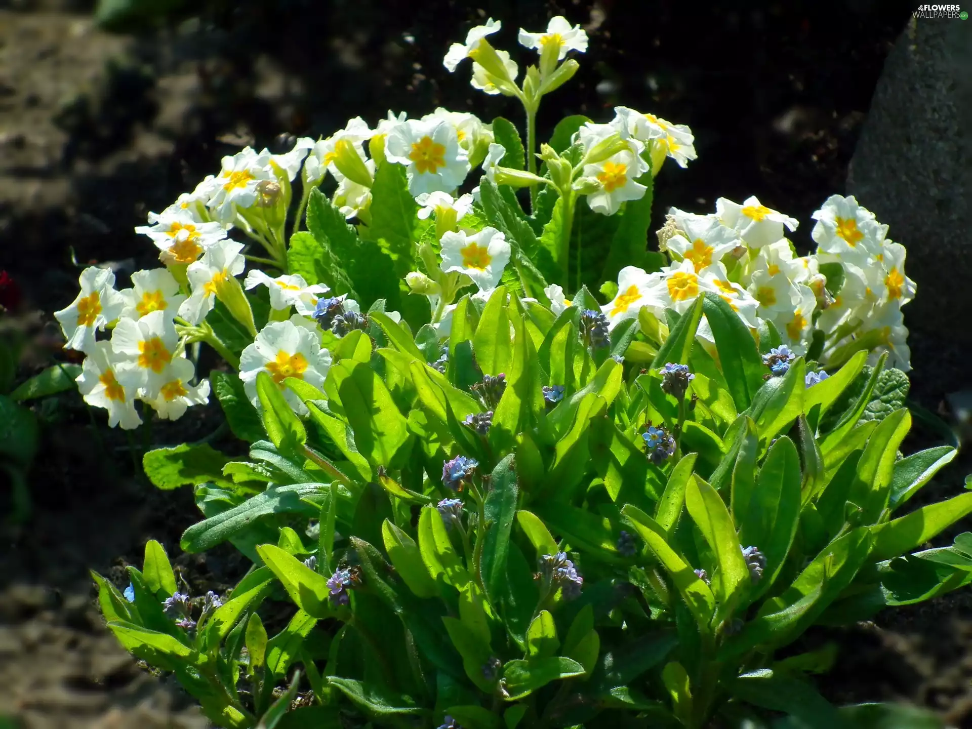 primrose, nature, Colourfull Flowers