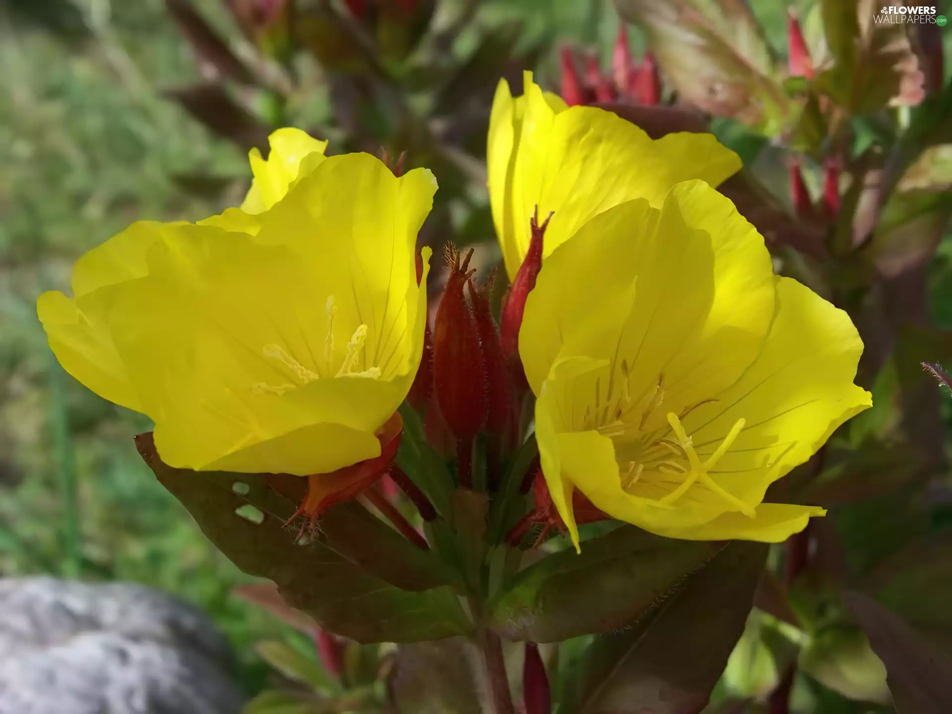 Flowers, Evening Primrose